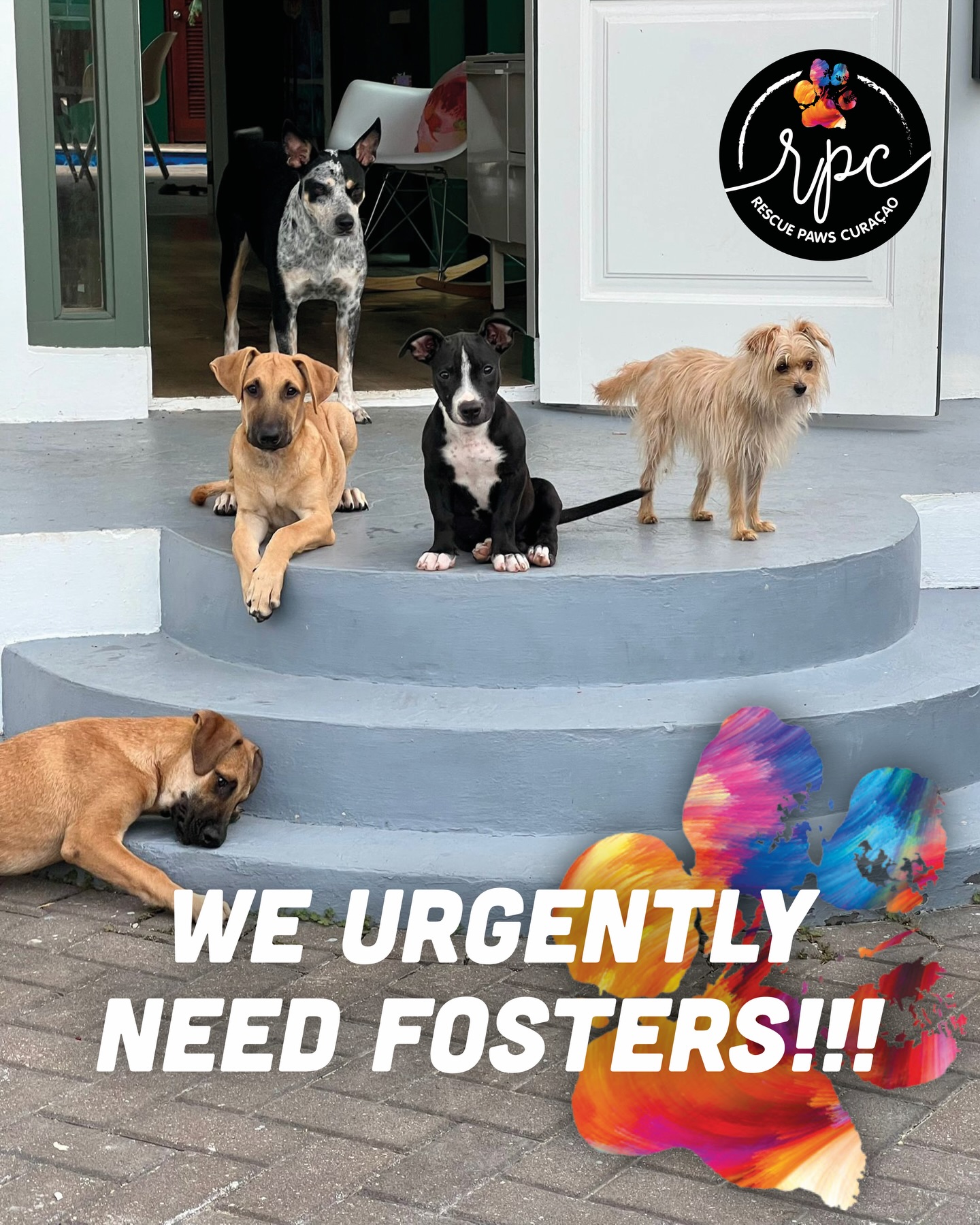 𝗙𝗢𝗦𝗧𝗘𝗥𝗦 𝗨𝗥𝗚𝗘𝗡𝗧𝗟𝗬 𝗡𝗘𝗘𝗗𝗘𝗗!!! 🐶🐾

Meet Sien, Lou, Otje, Polly and Sjaan. 💛 Thanks to our amazing foster Joyce, they’ve been given a chance: a safe place, time to rest, and the opportunity to adjust to a home. A future.

And they are not the only ones. More than 80 dogs are currently on our waiting list, including 60 puppies. 💔 And that’s exactly where the challenge lies. Without new fosters, we simply can’t help more dogs, no matter how much we want to.

✨ 𝗪𝗛𝗬 𝗙𝗢𝗦𝗧𝗘𝗥𝗜𝗡𝗚 𝗠𝗔𝗧𝗧𝗘𝗥𝗦
A foster home means safety, stability and a second chance. For every dog you take in, we can rescue another from the waiting list.

🏡 𝗪𝗛𝗔𝗧 𝗜𝗧 𝗜𝗡𝗩𝗢𝗟𝗩𝗘𝗦
You provide a temporary, loving home. You help a dog adjust to life indoors and prepare them for adoption.

💛 𝗡𝗢 𝗘𝗫𝗣𝗘𝗥𝗜𝗘𝗡𝗖𝗘 𝗡𝗘𝗘𝗗𝗘𝗗
Patience and love are what matter most. Short-term or long-term fostering; everything helps.

🩺 𝗪𝗘 𝗦𝗨𝗣𝗣𝗢𝗥𝗧 𝗬𝗢𝗨
✔ Medical costs are covered
✔ Supplies are provided
✔ Guidance from experienced foster coordinators

📍 𝗖𝗨𝗥𝗔𝗖̧𝗔𝗢 & 𝗧𝗛𝗘 𝗡𝗘𝗧𝗛𝗘𝗥𝗟𝗔𝗡𝗗𝗦
Whether you foster on Curaçao or in the Netherlands, you make a real difference.

📩 Want to become a foster?
Send us a message or check the link in bio for more information.

Sjaan has already found her forever home. ✨
The others are still waiting for their family…

#rescuepawscuraçao #weneedfosters #rescuedogsofinstagram #doglovers