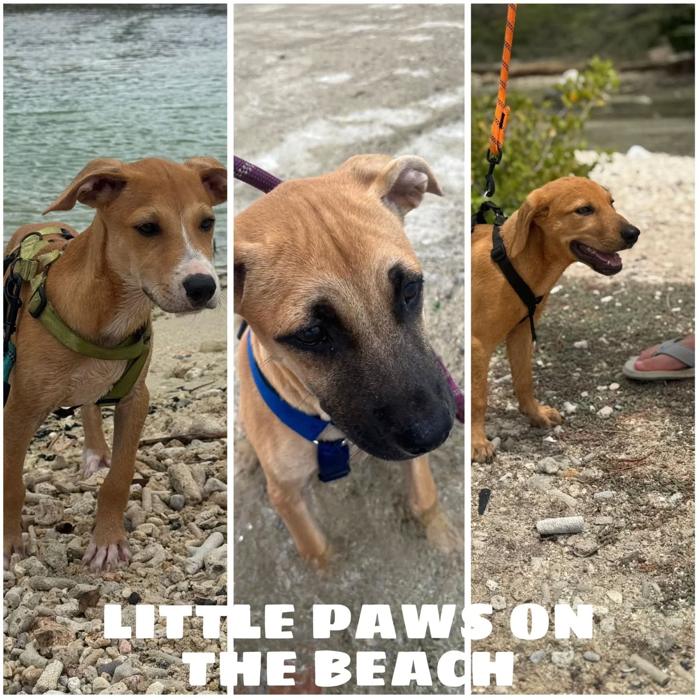 Peek at the week – Rescue Paws Curaçao🐾
😌 Extra attention
Papula enjoyed lots of tasty snacks under the palapa this week 🐶
Sulley was relaxing on the couch, soaking up all the cuddles and attention during the visit 😊
🐾 Paws on the move
Pinkie, Peerke, Melis, and Olef had a lovely trip to the beach this week—paws in the sand and enjoying the waves 🌊
🏠 New homes
Sweet little Nul flew to his forever home in the Netherlands this week and is now happily settling in with his new family 🥰
Nunca, Niente, and Koekie also traveled to their forever homes in the Netherlands this week 😘
😎 New kids in town
We were happy to welcome several new dogs into the RPC family this week: Mase, Jase, Ovi, and Obi 😊
A warm welcome, sweethearts 🐾
🤝 Support and visits
Zoe and Famke have been helping at the center every Monday for the past 5 months—thank you so much, ladies 🩷
We also received an incredible donation of no less than 250 kg of dog food from Supermarket California this week 🤩
Esmee was at the center for the last time this week—thank you for all your help 💜
Erna, thank you once again for your support! Hopefully we’ll see you again in a few months 🙌🏻
💛 Other updates
Thank you again for all the support, love, and involvement—together we make a difference for these sweet dogs 🩷
Here’s to another week full of wagging tails, cuddles, and beautiful moments 🐶✨
#RescueDogsOfInstagram #AdoptDontShop #rescuepawscuraçao #spayandneuter #puppylove