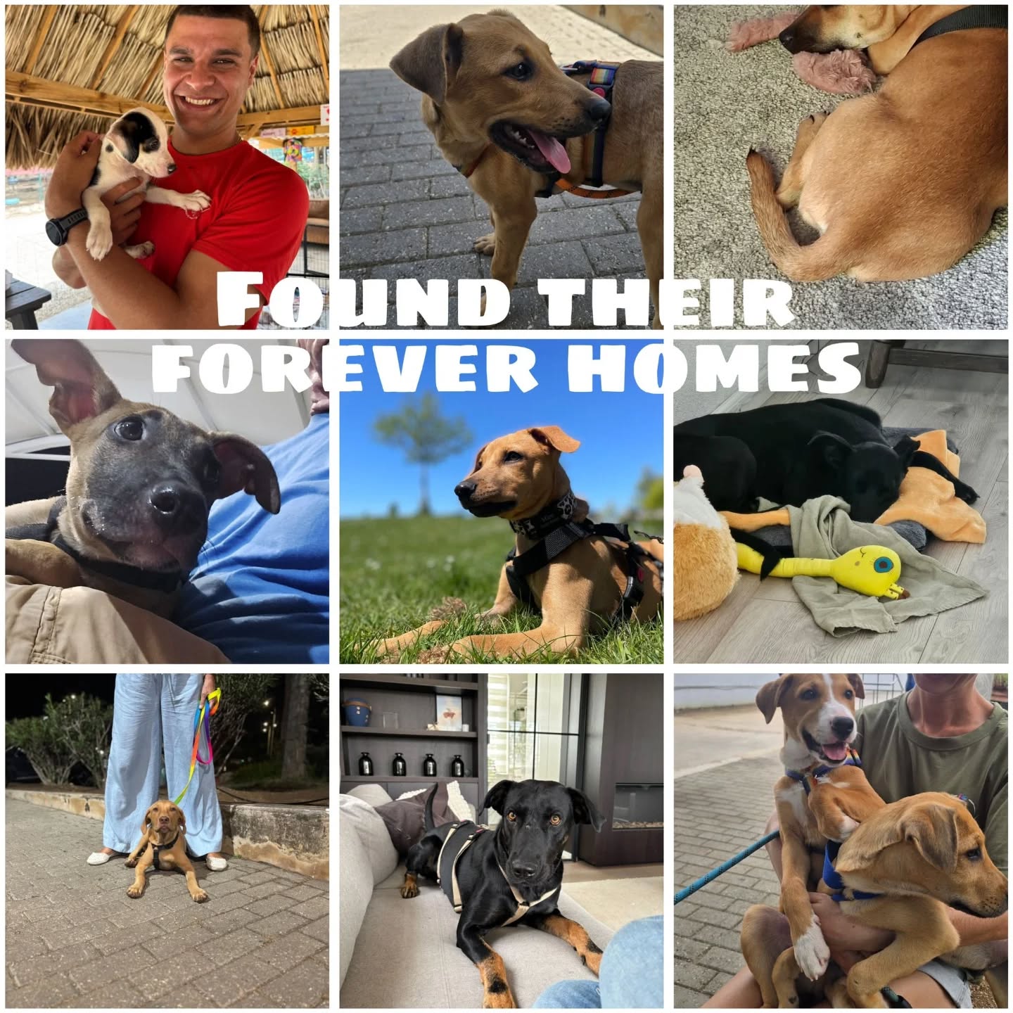 🐶 Peek at the week – Rescue Paws Curaçao

😌 Extra attention
Li and Sulley got to spend time with visitors under the palapa this weekend, but chose to just relax and chill together instead 🖤🤍

🏠 New homes
Sjaak left the center this week and found a loving forever home with volunteer Matthew on the island 🤗
Huub, Mien, Havik, Olea, Otar, and Ott also flew to their forever homes this week and are already enjoying life with their new families 💛
Cruz, Danea, and Audi moved from their foster homes into their very own forever homes—how lucky 🩵

😎 New kids in town
We welcomed some new adorable faces into the RPC family this week: Blush, Cappu, and Chino ☕️🩷
We’ll be looking for loving homes for these sweethearts!

🤝 Support and visits
On King’s Day, RPC joined the King’s Market on Breedestraat 👑🇳🇱
It was a wonderful day where Wilhelmien, Christel, Danielle, and Dominik raised a great amount through sales and donations—thank you! 🧡🤗
We were also present at the LionsDive market again this week. Many thanks to Dani and Wilhelmien 🤗

After no less than 6 years, Cherees had her final day at RPC today. A huge thank you for all your help! We wish you all the happiness in the Netherlands with your family 💛

💛 Other announcements
Would you like to help our dogs too? You can! By donating, volunteering, or adopting a dog, you make a huge difference 🐾💛
Together, we make the difference!

#RescueDogs #AdoptDontShop #RescuePawsCuracao #DogRescue #ForeverHome