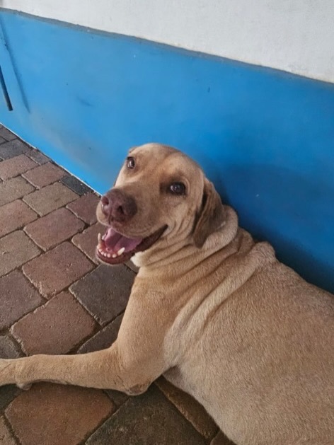 ☀️ 𝗛𝗲𝗹𝗹𝗼, 𝗶𝘁’𝘀 𝗦𝘂𝗻𝗱𝗮𝘆. 🐾

Today we’re shining the spotlight on our handsome boy Sunday. 🤍

After more than 7 years with a family, Sunday was sadly abandoned. Despite everything, he’s still full of love, cuddles and happy energy. 🥹✨

This sweet senior loves car rides, snacks and being close to his humans. He’s playful, loyal and still super fit. 💛

Could this Sunday be the start of his forever home story. 🏡

🐶 Available for worldwide adoption.
📍 Foster Curaçao.
🔗 Link in bio.

#adoptdontshop #rescuedog #curacaodogs #foreverhome #rescuepawscuracao