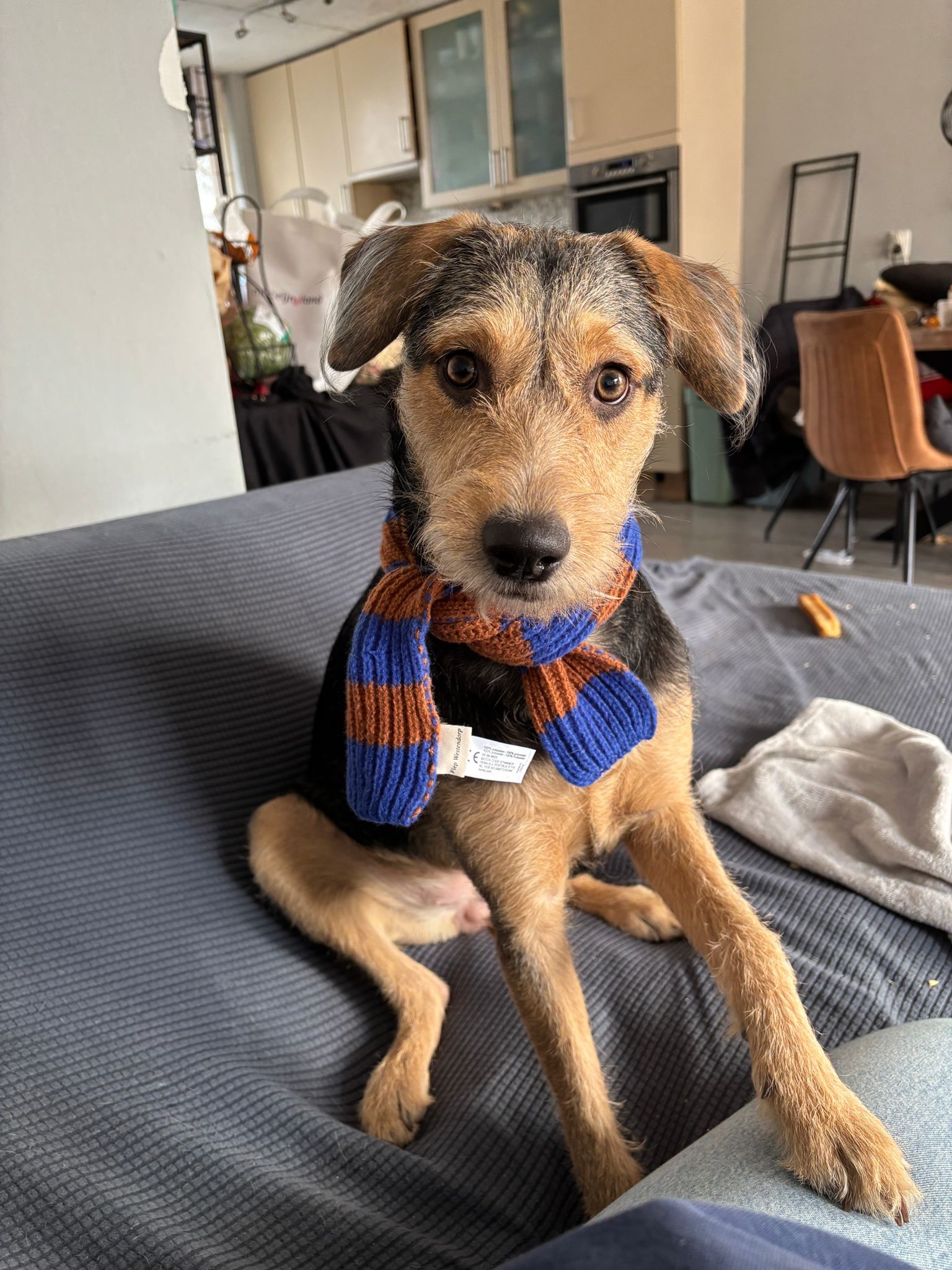 𝗛𝗼𝘄 𝗶𝘀 𝗚𝘂𝘂𝘀𝗷𝗲 𝗱𝗼𝗶𝗻𝗴? 🐶☀️

Guusje is doing amazingly well! From the very first moment we saw her at Schiphol Airport, she was already such a happy little dog. She was wagging her tail in her crate 🐾 From day one, she has been doing incredibly well. We always say Guusje is such a cheerful little soul 😄

The only thing the flight left her with is that she no longer wants to sleep in a crate. But she has found her own special spot on the couch, where she sleeps wonderfully 🛋️💤 Even when we leave the house, things almost always go well. Occasionally she destroys something, but that’s part of having a puppy 😉 She can already stay home alone for a few hours without any problems.

She very quickly found her place in our family and completely stole our hearts ❤️ Guusje is an energetic little dog who loves playing or relaxing in the sunshine in the garden ☀️🌿 Walking in the rain is definitely not her favorite thing 🌧️ We think that must be her Curaçao roots 😄

Guusje has exceeded all our expectations. Even my husband, who found it quite exciting beforehand, is now completely in love with her 🥰 When he comes home, he says hello to Guusje first and only then to us 😂

We are also very happy with the adoption process. Everything went quickly and smoothly, and we really appreciated all the tips and information we received beforehand — especially about what to bring to Schiphol ✈️ We were quickly added to a group chat together with her foster family. Foster mom Natasha regularly sent us lovely photos and videos of Guusje 📸 Since Guusje had been living with her since she was rescued, we were already able to get to know her personality a little.

Only three weeks after deciding to adopt her, she was already able to fly to the Netherlands 🇳🇱🐕

We are incredibly happy and enjoy our sweet Guusje every single day ❤️

Love,
Iris & Guusje 🐾

#rescuepawscuraçao #rescuedog #westpointerofcuraçao #westpointerinthenetherlands #westpointer