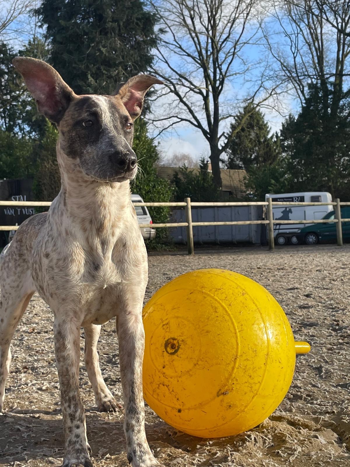 𝗛𝗼𝘄 𝗶𝘀 𝗙𝗹𝗼𝘁𝗷𝗲 𝗱𝗼𝗶𝗻𝗴? 💛

On October 13th, 2024, our Flotje arrived in Belgium. A cute 16-week-old puppy with ears far too big for her tiny little body, full of energy and curiosity. 🐾

Since then, she has completely stolen everyone’s heart! She is playful, a little mischievous, and above all loves cuddles. 🥰

Now, one year later, she still hasn’t grown into those oversized ears and sometimes seems to forget she even has two of them. 😂

Flo gets along with every dog and now weighs 20 kilos of pure happiness. She walks freely among the horses as if she has always belonged there. 🐴
And when there are obstacles around? No problem for Flo — she simply jumps over them enthusiastically, as if she were a little horse herself! ✨

And yes… when the students at the stables leave their things lying around, Flo sees it as the perfect opportunity to practice a bit of “equipment management.” 😅

Because I am a teacher at a school with an Animal Care program, Flo is also allowed to come to school with me. The students get to practice grooming, washing, brushing, and of course cuddling with her. 🛁🪮❤️
She enjoys every bit of the attention and love she receives.

Our Flotje is always enthusiastic, sweet, and full of life. We can’t imagine a single day without her anymore. 🐶💕

#adoptdontshop #rescuepawscuraçao #rescuedog #westpointerofcuraçao #westpointer