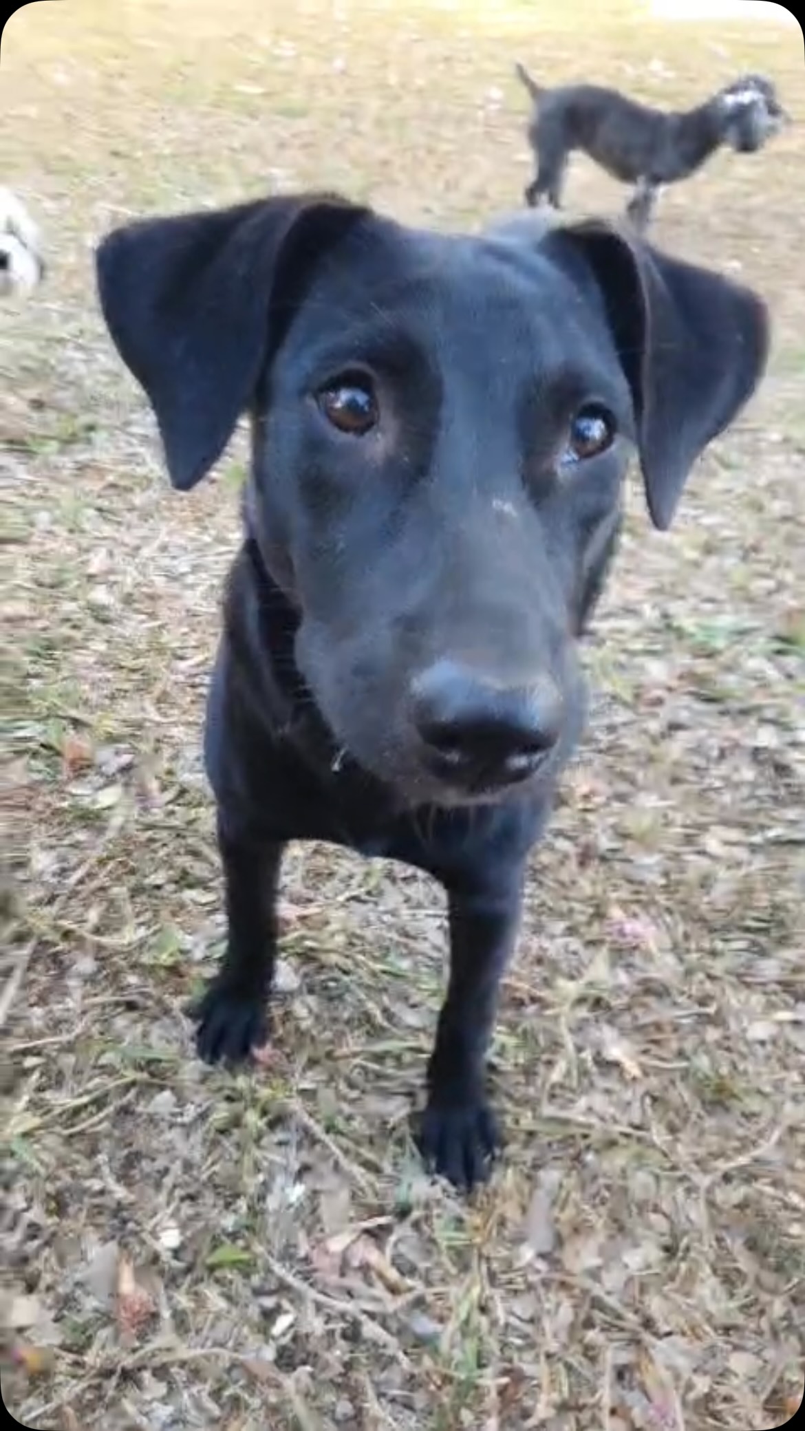 🐾🤍 MEET MATZE! 🤍🐾
Hi, I’m Matze! 🐶 My story began in the parking lot of Blueview Restaurant in Westpunt, where I was rescued together with my brothers and sisters. Luckily, we were given a safe place with a foster family, and ever since, I’ve been discovering more and more each day just how wonderful life can be. 🥰
And now I’m ready for my next big adventure: a family of my very own! 🏡✨
My foster describes me as a curious, playful and independent girl, but I also absolutely love being close to my humans. I’ll happily follow you around, love keeping you company, and I’m always up for a good cuddle or some extra attention. 🤍
I really have the best of both worlds: I’m perfectly happy doing my own thing, but I love being close to you just as much.
🐾 I’m playful and curious
🤍 Affectionate and independent
🐶 Well socialized with other dogs
🚗 I do really well in the car
🌴 I love going for walks and discovering new things
🧠 I’m smart and learn best with patience, love and a gentle approach
🍽️ And mealtime? That makes me VERY happy!
At the moment, I live with other dogs at my foster home, and I’m doing really well. I’m used to having doggy friends around and absolutely love playing and spending time together.
But as wonderful as my foster home is, it’s not where I can stay forever…
I dream of a home of my own. 🏡🤍
A family where I can continue to grow up, go for walks, play, experience new adventures and then curl up on the couch for a cuddle.
Maybe you’re reading this and thinking: Matze belongs with us. 🥹🐾
Would you like to give me the loving forever home I’m dreaming of? Please contact Rescue Paws Curaçao for more information about adoption.
📩 Sharing this post would mean so much. Maybe my future family is among your friends or followers. 🙏🏼🤍
#rescuepawscuracao #adoptdontshop #rescuedog #dogadoption #curacao