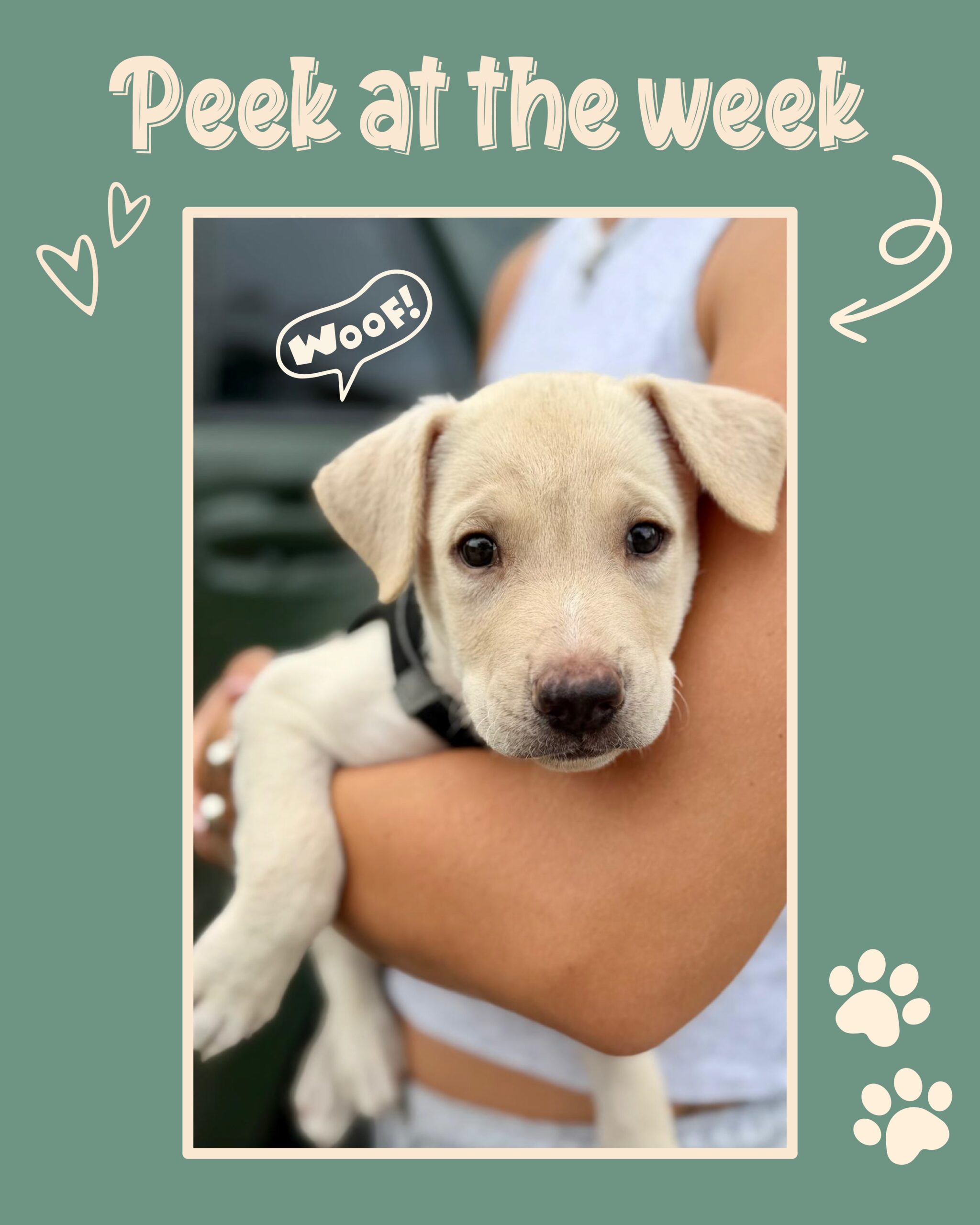 Peek at the Week– Rescue Paws Curaçao 🐾
Swipe to see all our stories and updates of the past week! 👉🏻
🐶 New Dogs in Town
We have a few new pups at the center! 💙
Flur and Alma come from the Buena Vista neighborhood. Their mom, a stray dog, had chosen the garden of an elderly woman as a safe place to stay, and that is where she gave birth. The resident really wanted to help their mom, but unfortunately, she couldn’t keep the puppies. Until foster care became available, she lovingly cared for the litter and gave the pups a wonderful start in life. Thanks to her, Flur and Alma have grown into two fun and social puppies. The other pups have since found homes, and their mom has also been spayed. Now we hope Flur and Alma will soon find their forever home through the rescue center. Could that be with you? 🏠
Geer, Goor, and Ellie are also new at the center. They come from the Weto neighborhood. Their mom, a stray dog, had chosen the garden of an elderly couple as a safe place to stay, and that is where she gave birth. The residents wanted to help their mom, but they couldn’t keep the puppies. While the pups were on the waiting list, the couple provided emergency foster care. Together with a volunteer who regularly stopped by, they gave the puppies a loving and wonderful start. Their mom has now been spayed, and the male dogs roaming the neighborhood have also been helped. The other puppies from the litter have already found homes through another organization.
Geer, Goor, and Ellie are now staying at the rescue center. They are incredibly sweet and social dogs who can’t wait to find their own forever home.
Cheeto was wandering around near Lions Dive Hotel. Lions Dive is one of our super buddies, and they immediately contacted us. Cheeto was walking among the guests and is incredibly sweet with both adults and children. She already walks well on a leash. Pretty impressive, right? 🙌🏻
Yuki is also new and is currently staying with a foster family.
🐾 Paws on the Road
Karko went on a little day trip with his adopters. He enjoyed a lovely walk on the beach and then had a wonderful nap in the car!
🏠 Forever Homes
Pien and Rosita flew to the Netherlands this