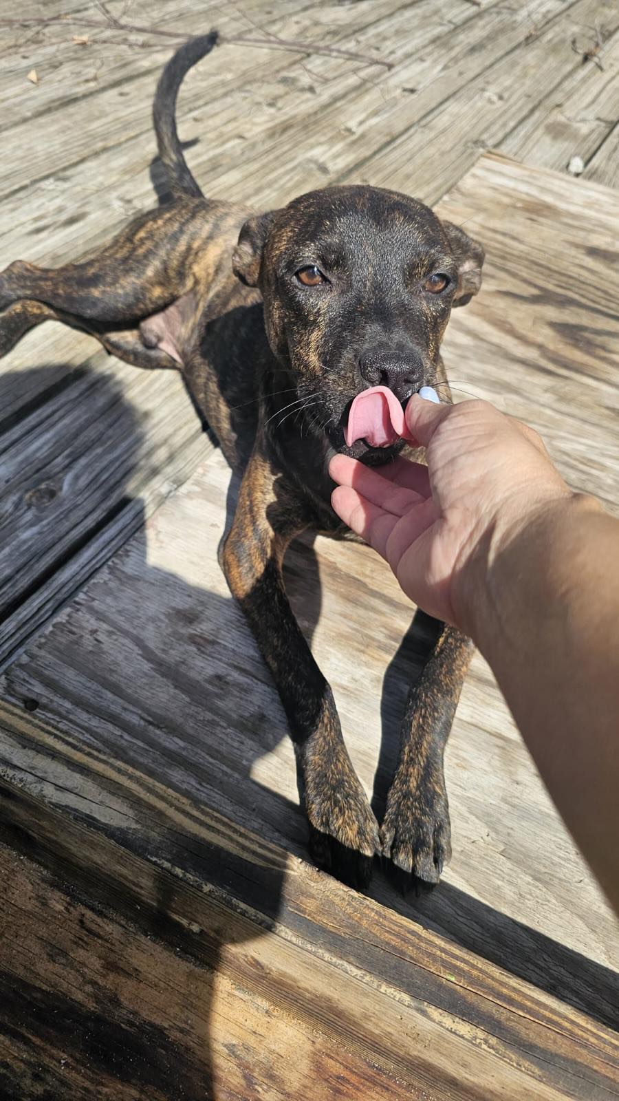 🐾☀️ 𝗛𝗮𝗽𝗽𝘆 𝗪𝗲𝗲𝗸𝗲𝗻𝗱 𝗳𝗿𝗼𝗺 𝗞𝗻𝗼𝘅! 💛

Today, we’re putting this handsome boy in the spotlight! 🥰

Knox spent quite a long time on our waiting list. He was living near an abandoned building in Piscadera and knew life on the streets all too well. 🥺🐾

A spot had been available for him at the center for two weeks, but every time the feeder came to take him with her, Knox was nowhere to be found… He was out and about. 😅

But last Wednesday, it finally happened! 🎉 Knox allowed himself to be caught and could finally come to safety. Unfortunately, he arrived at a time when nobody was at the center anymore. 🙈

Luckily, Demi had just finished at Hato and was able to take Knox and bring him to the center. 🥰 He had to wait in the car for a little while, but he simply turned it into his own little party! 😂🎉🐶

From life on the streets to a safe place at the center. 💛
Welcome, Knox! We hope you’ll find your own forever home very soon too. 🐾✨

Happy Weekend ☀️🐶💛

#adoptdontshop #rescuepawscuraçao #rescuedog #westpointerofcuraçao #westpointer