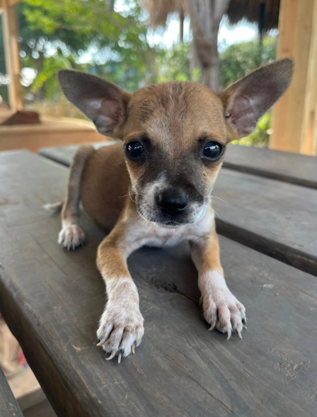 Today in our “Where are they now..?” series, we’re featuring the lovely

🐾🐾🐾 P E P I N O 🐾🐾🐾

In September 2025, little Pepino, who was not even two months old at the time, was dumped in the Mahuma neighbourhood together with his brothers and sisters Pitaya, Patia, Piña, Papaya and Parchita.

Far too young to survive on their own, of course. So they moved to the Rescue Center, where little Pepino quickly caught the eye of his future family when they came to visit. In November, this little guy flew to his new home, and his family is very happy to tell us how he is doing:

“We are still absolutely thrilled with adopting Pepino! He has exceeded all our expectations! We don’t really have any tips, as everything has gone perfectly! He is doing incredibly well and has already earned his first diploma! We are so incredibly proud of him. He has truly enriched our lives, and immediately became part of the whole family. Everyone loves having him visit, and sometimes looks after him for an hour or so.

After years of thinking about adopting a dog, we visited Rescue Paws several times in September 2025. That’s where we met Pepino, and he chose us. He came and sat next to us and then fell asleep on our laps. He stole our hearts right then and there.

In November, Pepino came home with us, and we can no longer imagine our family without him. Our daughter, the boy next door and our nephew join us every day on adventures to the forest or beach, which are both right nearby.

Pepino loves nothing more than snuggling with you on the sofa. He loves playing hide-and-seek with his ball, secretly taking socks from the sock drawer to his bed, and running freely outside. He has also successfully completed his first dog training course.

We now have a true best friend who prefers to follow you wherever you go. We wouldn’t have it any other way.”

Stories like this make us incredibly happy! ❤️ We are so grateful to Pepino’s family for giving him such a wonderful life! 🐾❤️

#adoptdontshop #saveastray #straydog #ForeverHome #adopted