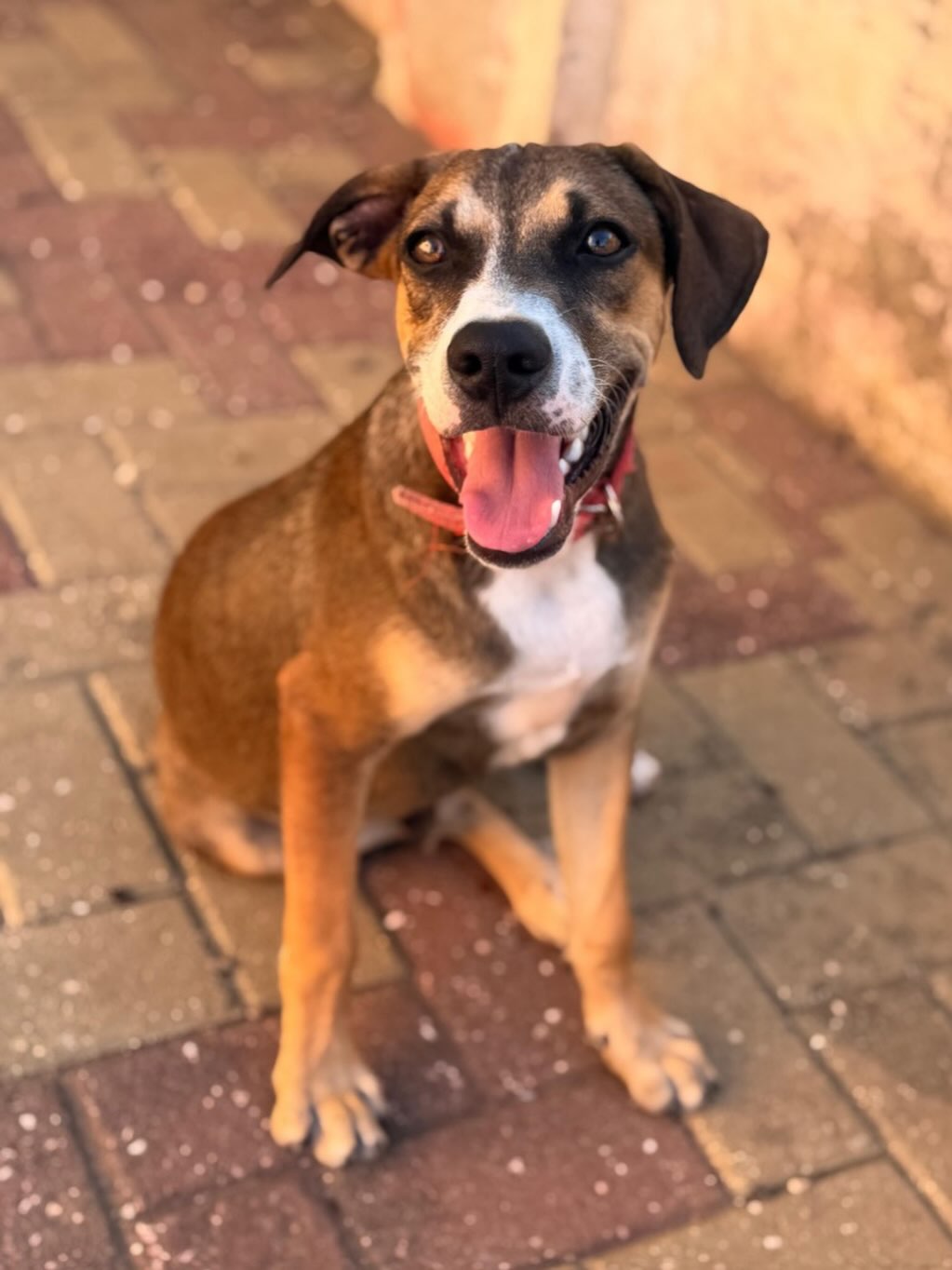 🐾❤️ PATRICK IS WAITING FOR HIS FOREVER HOME ❤️🐾

Patrick was found as a tiny puppy together with Wesley, abandoned in the bushes near Santa Cruz. Thankfully, they were given a second chance. 🙏🏼

Now 7 months old, Patrick is a happy, social and energetic boy who loves playing, other dogs and, most of all… cuddles. 🥰🐶

He is doing wonderfully with his foster family, but deep down he is waiting for one thing: a family of his own to love forever. 🏡❤️

Who will give Patrick the happy ending he deserves? 🌎🐾

📩 Patrick is available for worldwide adoption through Rescue Paws Curaçao.

#AdoptPatrick #RescuePawsCuracao #AdoptDontShop #ForeverHome #RescueDog