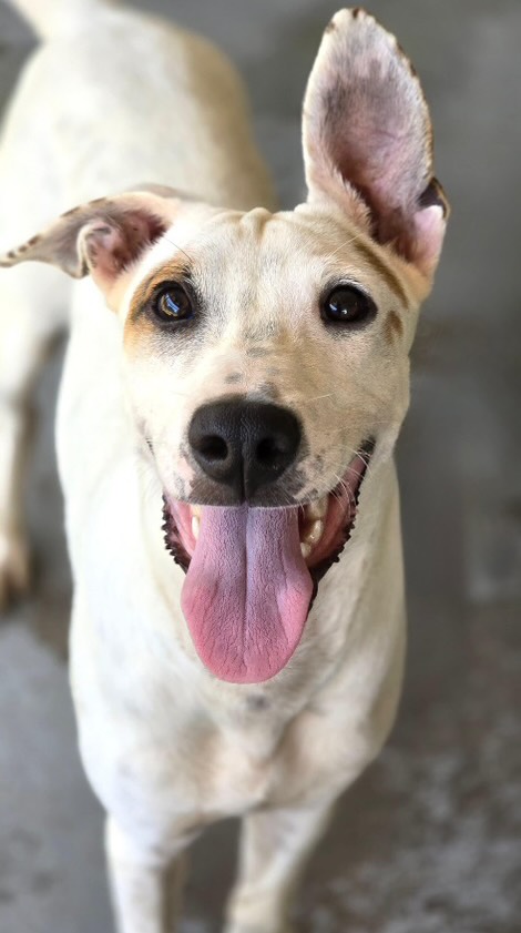 𝗠𝗘𝗘𝗧 𝗦𝗣𝗢𝗧𝗧𝗬! 🤍🐾
Sadly, Spotty did not get a fair start in life. Together with his brothers and sisters, he was abandoned at a well-known dumping site. Just like that… as if their little lives meant nothing. 💔
Luckily, the litter was found in time and Spotty was given the chance to grow stronger in the care of a loving foster family. There, he could grow, play and discover that people can be kind too. 🥰 When a spot became available at the rescue center, he and his siblings moved there.
Spotty is a sweet, playful and social boy who loves being around people. 🐶❤️ He happily comes over to see what you’re doing and absolutely loves attention and cuddles. He practices walking in a harness almost every day, and he really enjoys it! 🦮✨
Despite his difficult start, Spotty has never lost his happy spirit. ☀️ That’s exactly why, now more than ever, he deserves a home of his own. A forever home where he can enjoy lots of fun adventures, continue discovering the world and give all the cuddles he has to offer. 🏡💛
Spotty is now 8 months old. He finds the unpredictability of young children a little overwhelming. When he feels unsure, he may start barking and doesn’t feel completely comfortable. That’s why we are looking for a calm home without young children, or with children over 12 years old. ❤️
Who will finally give this sweet boy the safe and loving start he deserves? 🥹🐾
#adoptdontshop #rescuepawscuraçao #rescuedog #westpointerofcuraçao #westpointer