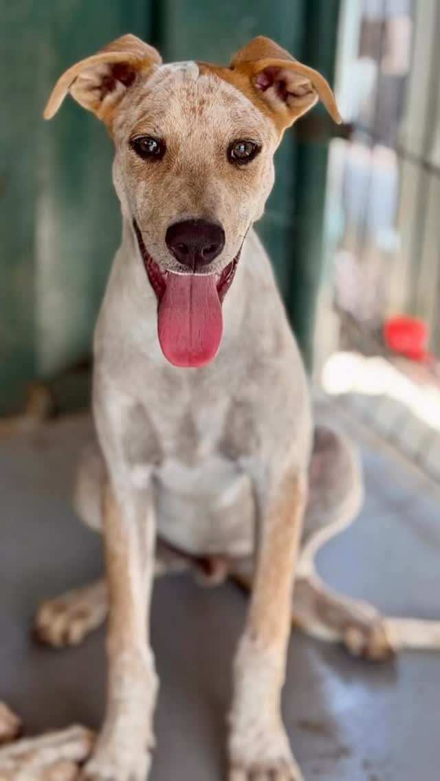 🐾 GEER IS LOOKING FOR YOU 💙
Hi, I’m Geer! 🥰
I’m 7 months old, a happy and social boy who was born together with my brother and sister in a safe garden in Weto.
Thanks to some very kind people, we had a wonderful start in life. My brothers and sisters have now found their own homes… and now it’s my turn. ❤️
I’m waiting at Rescue Paws Curaçao for someone who will give me a forever home. My own bed, my own family and, most of all, lots of love. 🏡🐾
🐶 Male | 7 months | Medium
📍 Rescue center Curaçao
🌎 Available for worldwide adoption
Do you think Geer could be your new best friend? 💙
👉 Fill out the adoption form online and maybe your adventure together can begin! 🐾❤️
#RescuePawsCuracao #adoptme #AdoptDontShop #RescueDog #CuracaoDogs