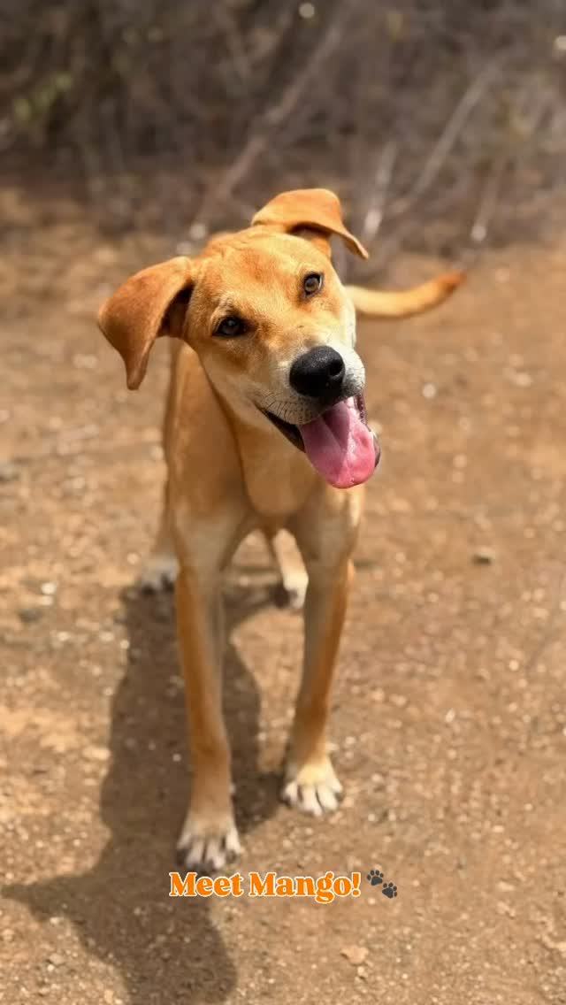 𝗠𝗲𝗲𝘁 𝗠𝗮𝗻𝗴𝗼 🥭🧡

Mango (1 year old) comes from the neighbourhood of Boca Sami. He was wandering the streets alone, and nobody knew where he came from. Luckily, a volunteer spotted him and took him in. After that, he was able to stay in a family’s garden for quite some time, where they took good care of him together. 🏡❤️

Mango is a very friendly, happy and sociable young boy who loves being around people. He gets along well with children, too! 🥰 He enjoys getting attention and loves cuddles. He’ll happily come over to you to ask for some affection! 🤗

He now stays in a large enclosure with some of his doggy friends, where he has plenty of room to move around and stay active. 🐕 He loves playing with other dogs, but he also enjoys chasing lizards! 🦎

Mango is already very good at walking on a leash! He gets a little overexcited during the first two minutes, but after that, he walks nicely by your side. 🦮

💛 Do you think you and Mango would be a perfect match? He hopes to meet you soon!

#adoptdontshop #rescuepawscuraçao #rescuedog #westpointerofcuraçao #westpointer