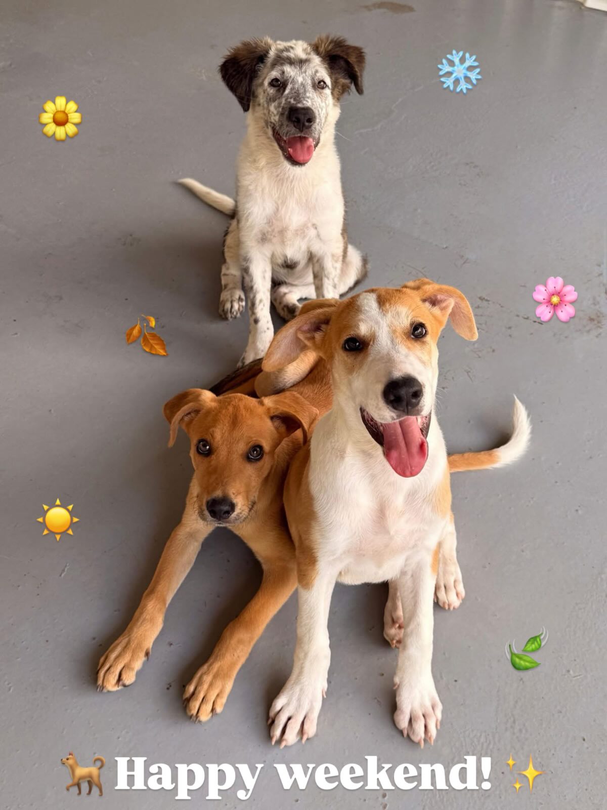 𝗛𝗮𝗽𝗽𝘆 𝘄𝗲𝗲𝗸𝗲𝗻𝗱 𝗲𝘃𝗲𝗿𝘆𝗼𝗻𝗲! 🐾✨
Hopefully everyone stays nice and warm and nobody freezes!!!! 🥶😂❄️
Enjoy the days with your lovely Westpointers. 🐶💛
What are you all up to with them this weekend? Going for walks, cuddling, playing, or just relaxing together? 😍🌿🛋️ Let us know!!!! 
#adoptdontshop #rescuepawscuracao #westpointerofcuraçao #westpointer #rescuedog