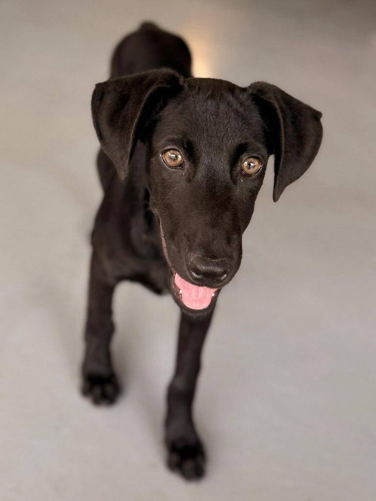 𝗔𝘀𝘁𝗼𝗻 𝗮𝗻𝗱 𝗔𝗹𝗳𝗮 𝗮𝗿𝗲 𝘀𝘁𝗶𝗹𝗹 𝗹𝗼𝗼𝗸𝗶𝗻𝗴 𝗳𝗼𝗿 𝘁𝗵𝗲𝗶𝗿 𝗳𝗼𝗿𝗲𝘃𝗲𝗿 𝗵𝗼𝗺𝗲𝘀! 🏡
𝗠𝗲𝗲𝘁 𝗔𝘀𝘁𝗼𝗻 🐾 (𝗳𝗶𝗿𝘀𝘁 𝗽𝗵𝗼𝘁𝗼𝘀)
Aston is 19 weeks old. He’s a calm and sweet little guy who gets along well with other dogs. 🐕🤎
He loves lying next to you and thinks shoelaces are absolutely amazing.. 👞
Right now he’s practicing walking in a harness on a leash, and it’s going better and better!
𝗠𝗲𝗲𝘁 𝗔𝗹𝗳𝗮 🐾
Alfa is also a 19-week-old male. He’s a calm young boy and, even though he found everything scary and overwhelming at first, he now really enjoys cuddles. 🥰
Whenever he gets the chance, he’ll climb straight onto your lap or drape himself over your legs. 😊 He’s a real cuddle bug!
Alfa gets along well with other dogs.
He’s also practicing walking in a harness on a leash, and that’s improving steadily too.
Are you looking for a buddy who also loves to cuddle? Then feel free to fill in the adoption form for these sweethearts. 📑
#adoptdontshop #rescuepawscuraçao #rescuedog #westpointerofcuraçao #westpointer