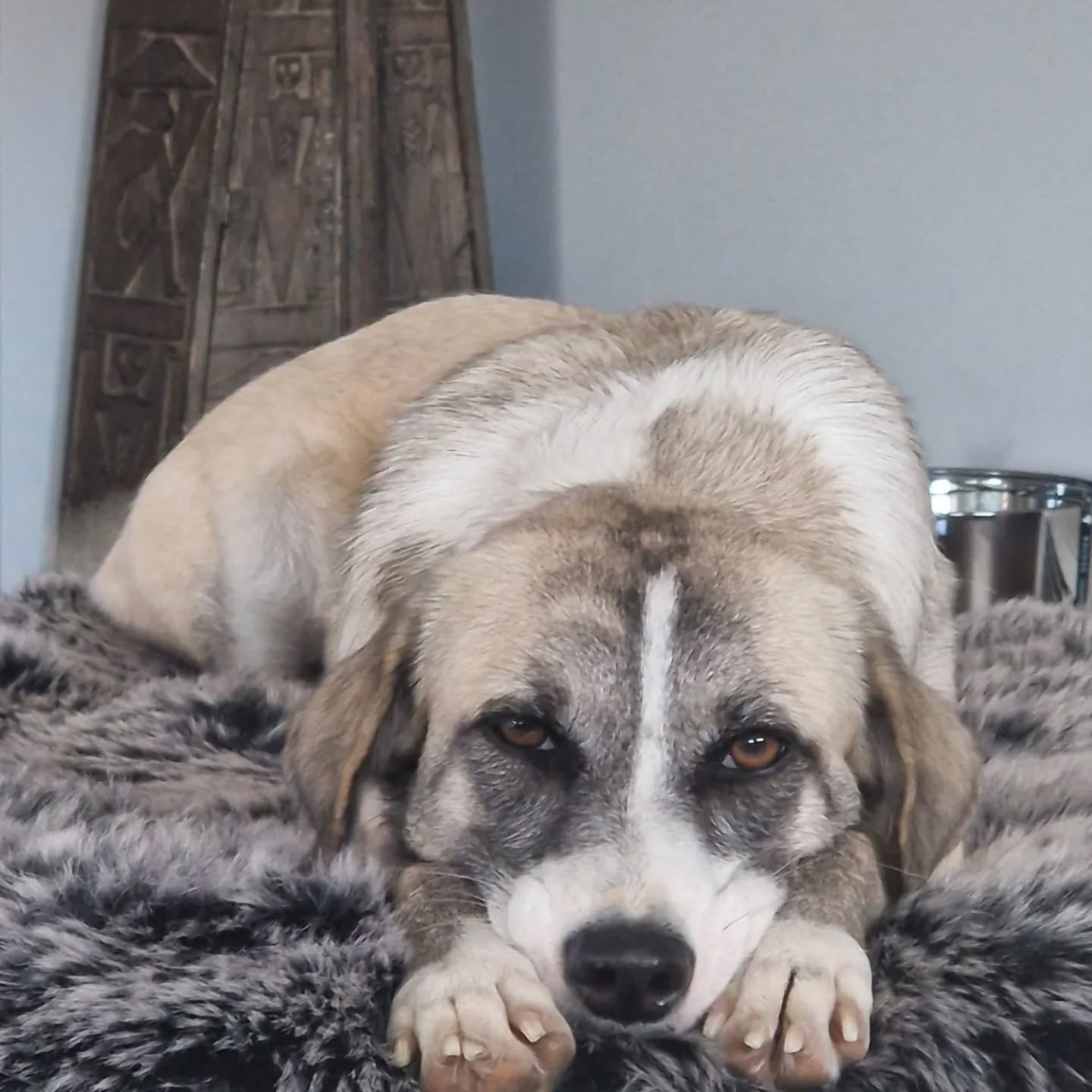 How is Nonnie doing?
Her sweet family tells:
Nonnie is actually doing great! She is a very joyful and happy dog, and an incredible addition to my little family. I enjoy her presence every single day. 😊
Nonnie adapted to her new home very quickly from the very beginning. She is curious, energetic, and incredibly sweet. Her personality has truly blossomed. She loves cuddling, going for long walks in the woods, and sleeping in her own bed. She is still a little awkward when playing with her “sister” Kenza, but she’s getting better at it. She has developed the bad habit of barking at every dog we meet during our walks. We are working on this together with a trainer, and she has already shown improvement. She is still quite fearful outside, and I suppose she tries to hide her insecurity by barking. But at home, she is even nicer and sweeter than I could ever have dared to dream! She also needs an awful lot of love and attention, which I happily provide. 😊
We experienced the adoption process with Rescue Paws Curaçao as very positive. From the first contact to the final arrival of Nonnie (and Tito), the communication was clear, transparent, and prompt. We felt well informed and supported throughout the entire process. The information I received beforehand about Nonnie’s background and behavior was accurate and helped me prepare. The coordination regarding her travel and pick-up at Schiphol Airport was arranged smoothly.