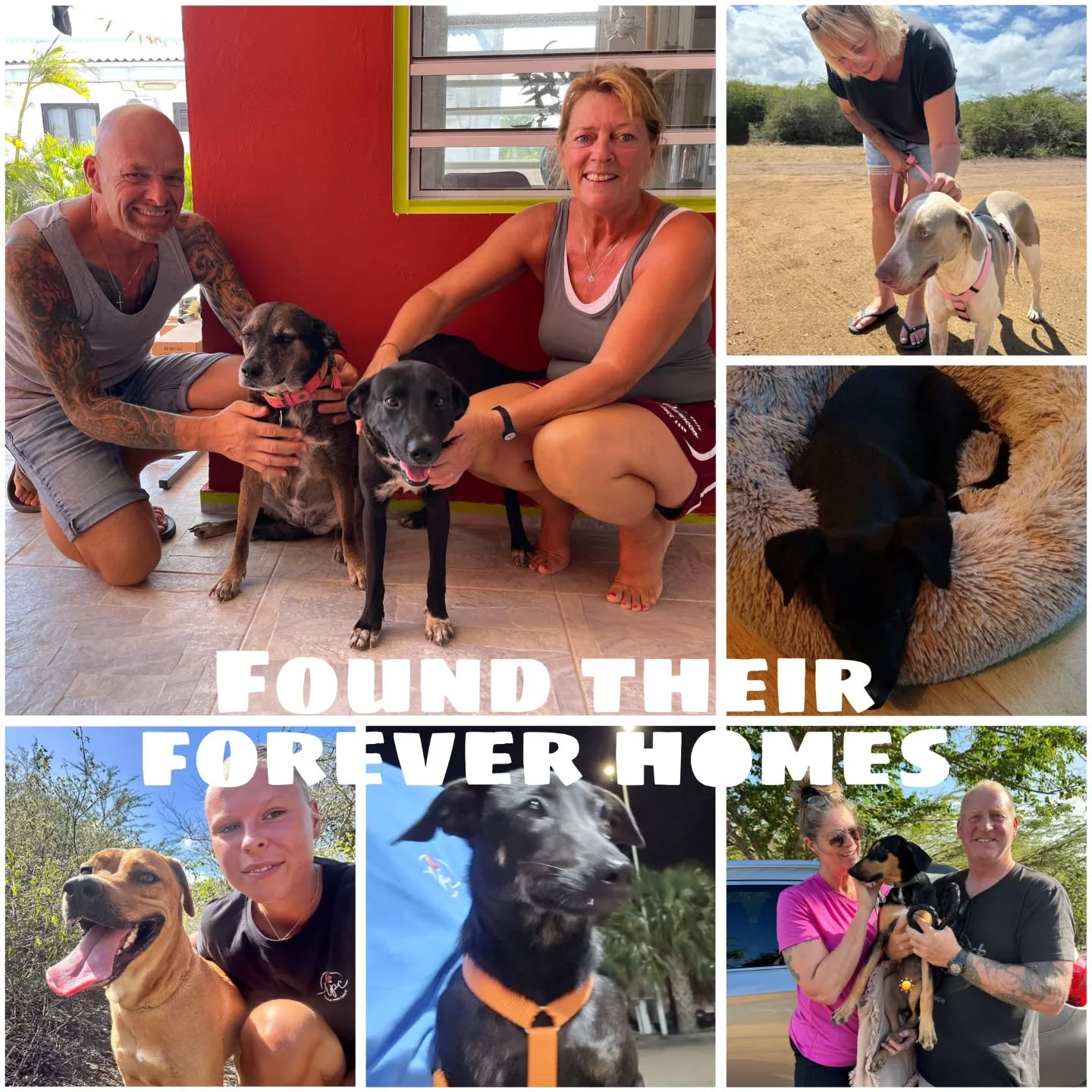 Peek at the Week – Rescue Paws Curaçao
😌 Extra attention
Evan and Droppie enjoyed some extra attention during visiting moments this week. All the cuddles and love just for them 🤍
🐾 Paws on the move
Ut, Umay, Udo, Timor and Stip went on a beach outing together. Paws in the sand, noses in the wind 🌊🐶
Isaac and Popeye joined a fun trip into Willemstad — whipped cream included 😋🐾
🏠 New homes
Avalon, Rumi and Goofy found warm homes on the island!
Wanda found here golden basket in the Netherlands ✈️🤍
Lonely moved to her new home in Germany 🧡
Jennie found a loving home in Belgium 🇧🇪🩷
😎 New kids in town
Welcome to our new pups: Juun, Jake, Jup, Janne, Jiska, Koffie, Koekie, Danae, Bendi and Shon. So happy you’re here 🐾🤍
🐶 Spay & neuter
21 sterilizations this week — each one helps reduce animal suffering on Curaçao 💪🐾
🤝 Support & visits
Welcome to our new sponsor Hondenschool Almere 🙌🏻🐾
Thank you Laurine, Herma, Hans, Mariella, Mark and Ian for your help 🙏🏻
Huge thanks to Lois for the past three months 🧡
Thanks to Julia and Jack (Vespucci College) for joining us during their internship 🐾✨
Thank you Patricia for 2.5 years of love in our shop — happy you stay involved ❤️
Thanks to the KAP students for helping socialize our dogs 🐶💛
The ladies of #beigeaholic donated the full proceeds of their dog-themed bracelets and extra stock for our shop 🙏🏼❤️
Bracelets are available in our shop for 15 CG 🙌🏻🐾
💛 Other
Want to help run our shop for about 2 hours a week? Sign up 🤗
#peekattheweek #rescuepawscuraçao #adoptabledogs #volunteer