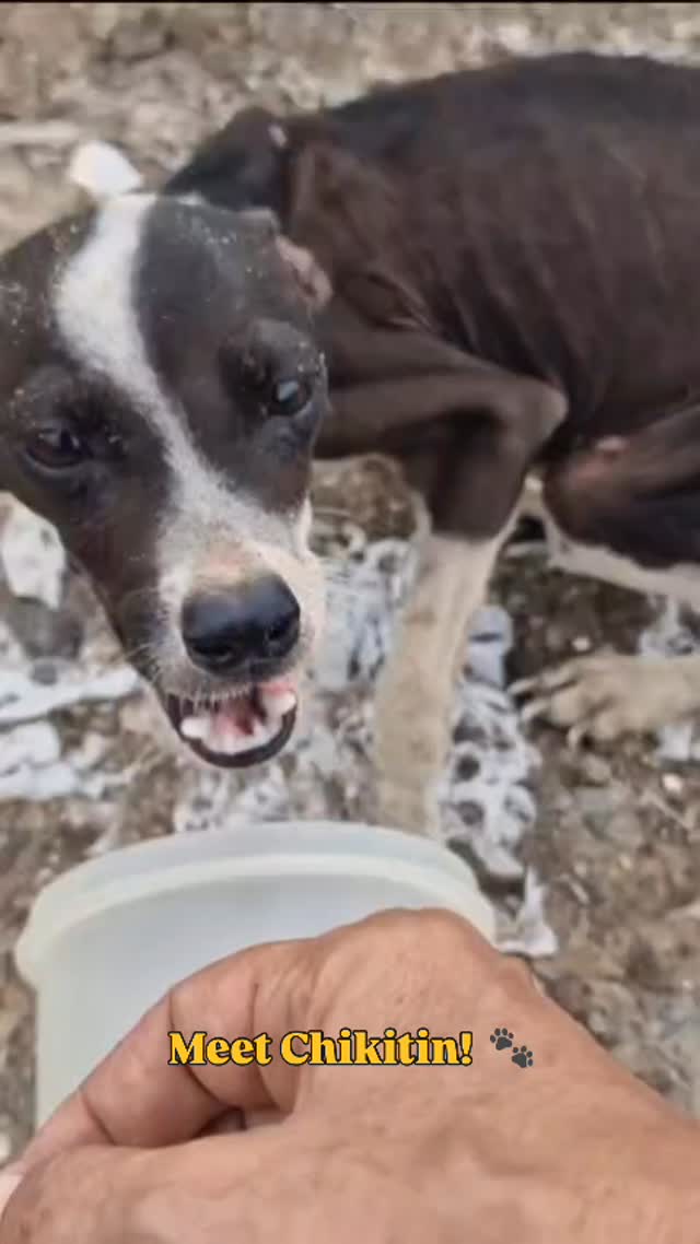𝗛𝗶, 𝘁𝗵𝗶𝘀 𝗶𝘀 𝗖𝗵𝗶𝗸𝗶𝘁𝗶𝗻! 🐶✨

Chikitin was found all alone in a remote area where hardly any people come. Weighing only 3.5 kilos, he was far too thin for a male dog not even a year old. He was clearly in very poor condition. Everything about him showed that he had been fending for himself for a long time 💔.

Thankfully, Chikitin received help just in time 🍀. With his foster family, everything revolves around rest, good food, sleep, and above all, lots and lots of cuddles 🤍. And he’s doing amazingly well! He’s gaining weight, his fur is starting to grow back, and his little body is slowly regaining its color. It’s beautiful to see the life returning to him ✨.

Despite everything he’s been through, Chikitin is still incredibly positive about life 🌈. His name means “little one” in Papiamentu, which suits him perfectly: a small, sweet, playful, and super social little dog 🐾. He’s affectionate, cheerful, and a true people-lover who enjoys attention and companionship 🥰.

When Chikitin is ready, we will be looking for a loving forever home where he can continue to grow stronger, play, and enjoy everything he missed for so long 🏡💞. He has a heart of gold and so much love to give 💛.

#adoptdontshop #rescuepawscuraçao #rescuedog #westpointerofcuraçao #westpointer
