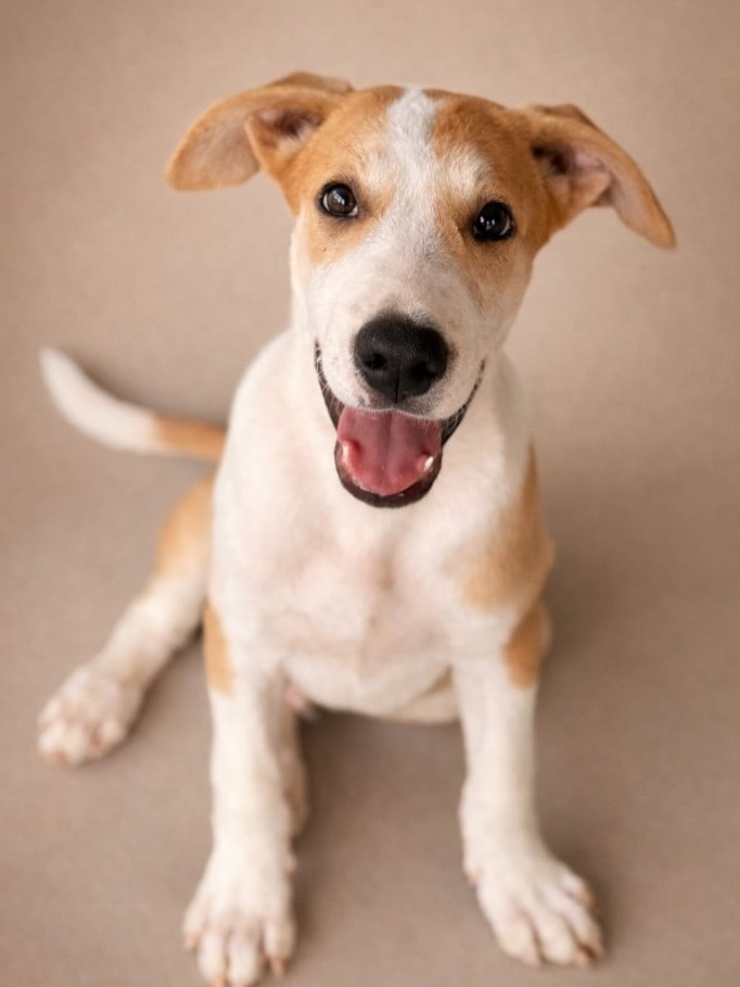 𝗠𝗲𝗲𝘁 𝗘𝘃𝗲𝗿𝗼𝗻 🐶✨

He lived in the Barber area together with his six brothers and sisters. Sadly, not everyone in the neighborhood was happy about them. His father was poisoned, and the same fate was threatened for them as well. Luckily, a spot quickly became available at the rescue center 🙏💛, where Everon is now safe and well cared for.

Everon is a social, energetic, and curious little guy 🐕💨. He loves to play and gets along very well with other dogs 🐾🐾. Sometimes he can be a bit clumsy in his movements, but he never means any harm — he’s just full of enthusiasm 😄.

He practices walking on a leash almost every day 🚶‍♂️🐕, and he’s already doing really well. Everon is eager to keep learning and can’t wait to explore the world 🌎✨.

Would you like to explore the rest of the world together with Everon?
Then fill in the application form for him, and who knows — he might be moving in with you very soon 🏡❤️.

Paw from Everon 🐾💙

#adoptdontshop #rescuepawscuraçao #rescuedog #westpointerofcuraçao #westpointer
