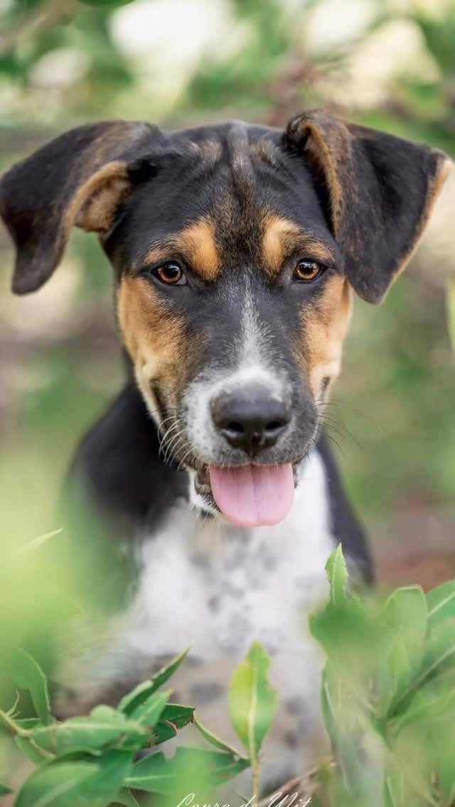 May I introduce to you…

🐾🐾 SAMUEL 🐾🐾

Are you looking for a dog who is handsome, gentle, cuddly, enthusiastic, a little bit cheeky, eager to learn, and smart?
With Samuel, you’ll find all of that in one amazing pup!

This funny adolescent boy is a true people-dog. He currently lives in a pack and does great there. Still, Sam clearly longs for a person to call his very own. Going for walks together, stretching out in front of the TV, playing fetch… Sam doesn’t mind what you do, as long as you do it together.

🚗 Car rides? Yes please — that means fun adventures!
🐱 Cats? Not interested.
👶🏼 Children? No problem. However, because of his enthusiastic clumsiness, toddlers who are just learning to walk might be a bit vulnerable around him.
🐶 Other dogs? Absolutely — the more the merrier!
⚽️ Playing ball? Yesss!

Are you looking for a buddy to share life’s ups and downs with? Someone who will always be there for you and happily go everywhere by your side?
Sam is your man!

Fill out a no-obligation adoption form today, and let’s see if you’re the perfect match:

👉🏻 https://rescuepawscuracao.com/nl/adoptieformulier/

#adoptdontshop #adoptme #adoptastray #straydogs #westpointer saveastray