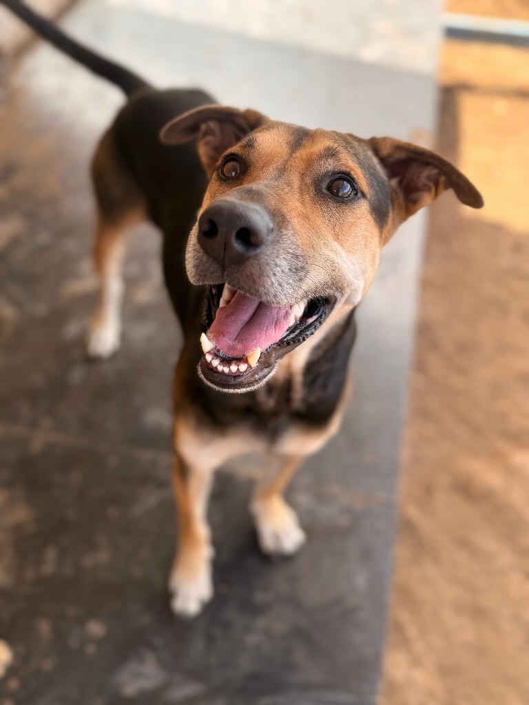 𝗠𝗘𝗘𝗧 𝗦𝗖𝗔𝗟𝗣𝗘𝗟 ✨
𝗛𝗲𝘆 𝘆𝗼𝘂! 💛 My name is Scalpel. I know… it’s a bit of a strange name. I didn’t pick it myself!
I’m 3 years old and used to wander around the Brievengat area with an ingrown ring stuck in my neck. That was very painful. Thankfully a vet removed it and because it was done with a surgical knife, they gave me the name Scalpel. The good news is that everything healed and I feel perfectly fine now! ✨
𝗪𝗛𝗔𝗧 𝗔𝗠 𝗜 𝗟𝗜𝗞𝗘? 🐾
I’m a sweet big girl who loves coming up for head scratches.
🚶‍♀️ I love walks and I walk nicely on the leash.
🧗‍♀️ I’m also very good at climbing and exploring.
🐕 I get along well with other dogs.
🍬 Treats and snacks? Yes please!
Life at the rescue center is okay, but honestly… I would love a home of my own. 💞 A place where I’m loved, can go on walks and simply be with my people. 🏡
💌 𝗗𝗢 𝗬𝗢𝗨 𝗛𝗔𝗩𝗘 𝗔 𝗣𝗟𝗔𝗖𝗘 𝗙𝗢𝗥 𝗠𝗘?
Contact Rescue Paws Curaçao and maybe I’ll become your new best friend.
#adoptdontshop #rescuedog #adoptme #rescuepawscuraçao dogsofinstagra