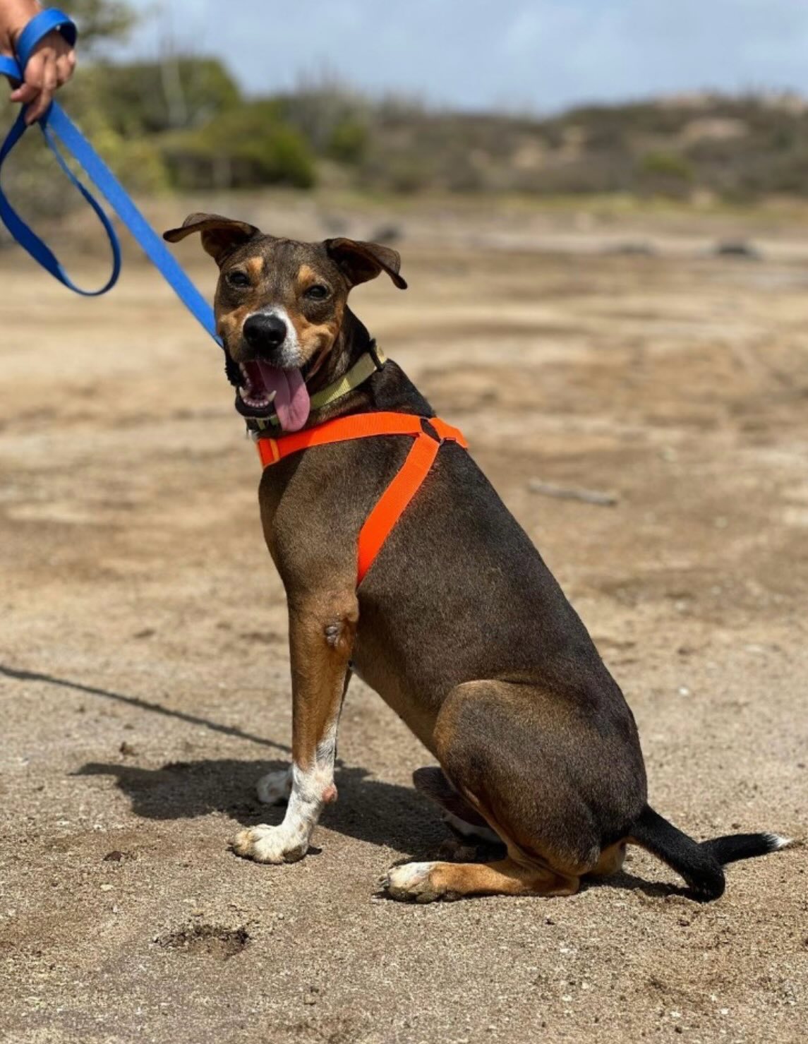 Today in the spotlight:
🐾🐾🐾 RICO 🐾🐾🐾
When you say Rico, you think of joy, enthusiasm, cuddles, gratitude, and sweetness.
Five-year-old Rico was found all alone at Hato Airport. It was clear that he wasn’t used to life on the streets, and dangerous situations quickly arose.
Fortunately, someone stepped in to help this lovely boy, and he is now staying with a foster family. For Rico, we are looking for a wonderful home on Curaçao—somewhere he will receive the attention and love he truly deserves.
Another dog would be nice, but it’s not a must, as Rico also entertains himself perfectly well with a ball or a coconut. He doesn’t ask for much, but he gives so much in return. With this boy, you’re bringing genuine love and loyalty into your home!
🐶 Yes
🐱 ❓
👶🏼 Yes
👵🏻 Yes
🚗 Yes
🚶 Yes
Are you looking for a great companion? For at home and for adventures together? On Curaçao?
Fill out a no-obligation form for him, and we’ll arrange a meeting! ❤️
https://rescuepawscuracao.com/nl/adoptieformulier/