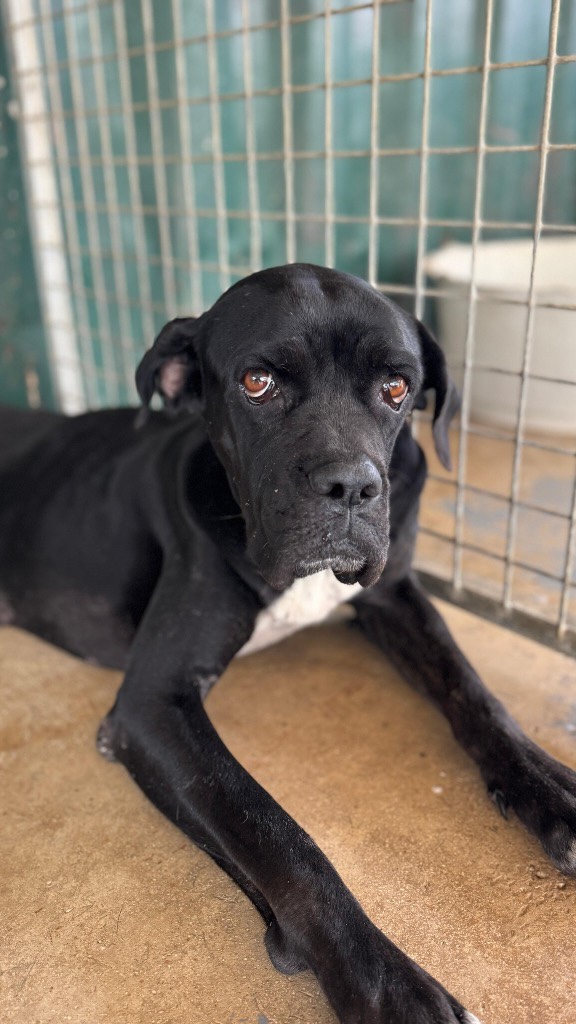 This is the story of Noir, an incredibly sweet and beautiful girl. 🖤✨
Her life began in sadness and uncertainty, and she has been through a lot… 🥲
But her story shows that there is always hope. 🌈
Step by step, she grew stronger and showed what a special, gentle, and loving character she has. 🐾🥰
And now… her story has reached a beautiful new chapter. Noir has been reserved! 🏡🎉
#rescuepawscuraçao #rescuedog #westpointerofcuraçao #adoptdontshop #westpointer