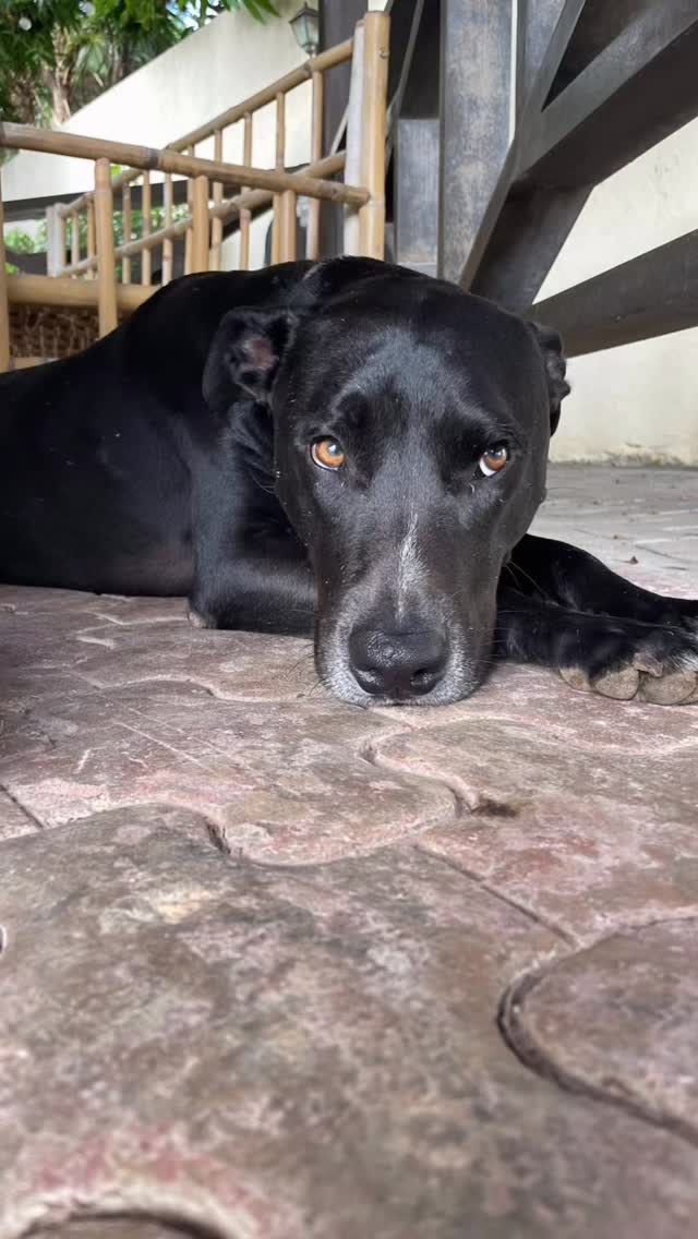 𝗛𝗲𝗹𝗽 𝗗𝗲𝘅𝘁𝗲𝗿 & 𝗦𝗶𝗿𝗮 𝗹𝗶𝘃𝗲 𝗽𝗮𝗶𝗻-𝗳𝗿𝗲𝗲! 🐶❤️‍🩹
Dexter and Sira both need urgent surgeries. We aim to raise €3,000 so these two sweet dogs can finally live without pain. 🙏
𝗗𝗲𝘅𝘁𝗲𝗿 🐕‍🦺
He arrived almost 2 years ago as a terrified, skinny pup. With love and patience, he became a happy, gentle dog who loves belly rubs ❤️.
Last summer he started limping and now needs specialist surgery flown in from the Netherlands.
𝗦𝗶𝗿𝗮 🐕
Sira’s life began with hardship. Found on the streets with severe mange, she later faced quarantine and trauma. Now her painful anal glands need surgery so she can finally live without discomfort 💔.
𝗪𝗶𝗹𝗹 𝘆𝗼𝘂 𝗵𝗲𝗹𝗽? 🐾
We’ve already raised €2,445.00 thanks to you—thank you so much! 🥰
To help Dexter and Sira, we still need €555.00. 
Every donation makes a difference ❤️
💛 Tikkie: link in bio
💛 Or donate by bank transfer:
Curaçao – MCB Bank | Rescue Paws Curacao Foundation (account: 27664707)
The Netherlands – ABN AMRO | Stichting Rescue Paws Nederland (IBAN: NL21ABNA0849283876)
👉 Please mention Dexter or Sira with your donation.
#rescuedogs #rescuepawscuracao #fundraising #adoptdontshop dogsofinstagram