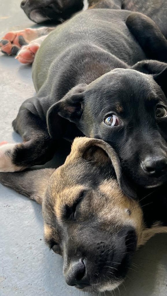 𝗝𝗢𝗘𝗣’𝗦 𝗔𝗗𝗢𝗣𝗧𝗜𝗢𝗡 𝗝𝗢𝗨𝗥𝗡𝗘𝗬 💞
@joeptherescuedog was found with his brothers and sisters, cold and alone in the pouring rain 🌧️. Thanks to Rescue Paws Curaçao, they were rescued and given the care and warmth they desperately needed ❤️.
The real adventure began when Joep was adopted by his humans during their vacation. From a small, shy puppy, he grew into a loving and happy dog. Near the beach, Joep now enjoys swimming 🏊‍♂️, running 🐾 and playing 🎾 every week. A true beach boy! 
𝗗𝗼 𝘆𝗼𝘂 𝘄𝗮𝗻𝘁 𝘁𝗼 𝗴𝗶𝘃𝗲 𝗮 𝗱𝗼𝗴 𝗮 𝘀𝗲𝗰𝗼𝗻𝗱 𝗰𝗵𝗮𝗻𝗰𝗲?
The adoption process is simple:
1.	Fill out the adoption form on the website 📝.
2.	Complete a short questionnaire so the team can see which dog fits best with your life and household 🏡.
3.	If it’s a match, everything is arranged: medical checks 🩺, vaccinations, travel documents, and the flight ✈️.
4.	Start a new chapter with your dog, with Rescue Paws Curaçao providing support when needed.
Adoption fees cover everything: guidance, medical treatments, vaccinations, travel with a travel crate, and post-adoption support.
Many dogs like Joep are still waiting. Maybe… one is waiting for you ❤️. 
Contact us anytime if you’re interested 📩.
#rescuepawscuraçao #rescuedog #adoptdontshop #rescuedogscuracao #dogsofinstagram