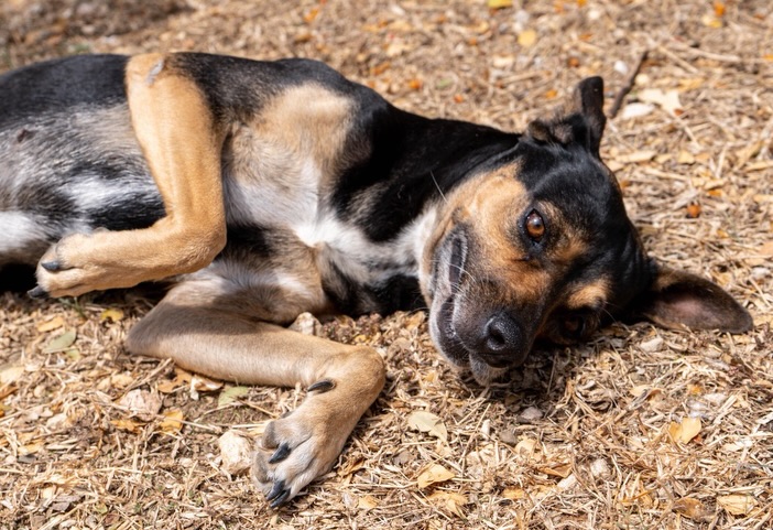 🐾 𝗠𝗲𝗲𝘁 𝗬𝗮𝗶𝗺
Yaim was found near Sint Jorisbaai, very underweight and clearly frightened. 💔 Thankfully, she was quickly brought to safety and placed with loving fosters, where she was given all the time and space she needed to decompress. 🏡✨
At first, everything felt overwhelming for Yaim and she preferred to observe from a distance. 🌿 But slowly, she began to understand that she was safe… and since then, she has made such beautiful progress! 🌸 Every day she blossomed a little more, and now we can truly see her gentle and loving nature.
Yaim gets along well with other dogs and loves to play with them. 🐕💛 She lives with children and does very well with them too. She also adores cuddling with her fosters and is starting to seek out affection more and more. 🤗 Her confidence is growing every day, and it’s wonderful to watch.
Yaim is a sweet young dog who, once she knows you, truly enjoys attention and companionship. 💕 She is doing great in her foster home (Netherlands) 🇳🇱 and is now ready for her next step.
For Yaim, we are looking for a loving home where she can continue to blossom at her own pace. 🌷🐾
#rescuepawscuraçao #adoptdontshop #rescuedog #westpointerofcuraçao #westpointer