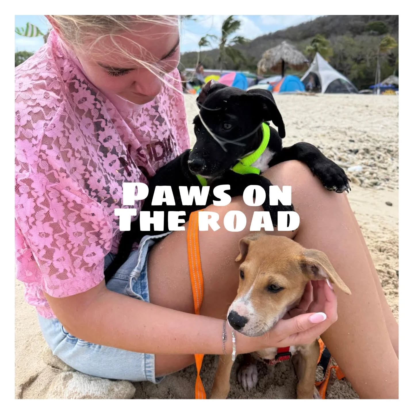 🐶 Peek at the week – Rescue Paws Curaçao
We have some very sad news to share. This week, both sweet Betty and Bikkel passed away 🌈💫
During the night, Betty dug a hole under the fence into kennel 7, which she sadly did not survive. Bikkel suffered multiple injuries, and we had to let him go to end his suffering 🥺
They both have been given a beautiful resting place at the center ❤️‍🩹🐾
😌 Extra attention
Alfa, Everon and Rumi enjoyed some extra love this week under the palapa 🐾🤍
Chum stopped by for one last visit before his departure 🫶🏻
🐾 Paws on the go
Niente joined for a cozy lunch outing and enjoyed a tasty frikandel ❤️
Olef and Never spent a morning at the beach, soaking up the sun, sea and freedom 🌊🤍
🏠 New homes
Jip and Ekkie had some delays, but have now safely arrived at their forever homes 🐾
Koffie, Taco and Waus have also arrived at their new homes 🏡✨
Agnes and Bonita found a wonderful home on the island! Extra special for Agnes at 7.5 years old 🙌🏻 They now have a big yard to chase lizards 🦎❤️
Sweet Lelie had a trial period to see if she matched with another dog—and it was a perfect fit 🐾🤍 She’s now officially adopted 🥳🙌🏻
Our Chum, aka Chummie, became a true foster fail 💕 He was staying with Atte and Praxedis, and now gets to stay forever. This week, he’s flying with them to the Netherlands 🩷
😎 New kids in town
We welcomed many new faces: Atlas, Revi, Rivo, Resa, Remmie, River, Rosita, Rachol and Rolex 🐶💜
Sweet Lou has also joined a foster home 🩷
Interested in one of these cuties? Feel free to reach out 💌
🤝 Support & visits
A big thank you to Martine, Jill, Fien and Mariska for your help at the center 💪🏼💛
💛 Other notes
We’d also like to take a moment to appreciate all our amazing volunteers and supporters of RPC 🩷
Whether you help at the center, support from the Netherlands or Germany, donate, share, or contribute in any way—you truly make a difference 🐾
Together, we help more dogs get a second chance and find their way to a loving home 🏡🤍
#volunteersrock #RescueDogsOfInstagram #rescuepawscuraçao #SpayAndNeuter