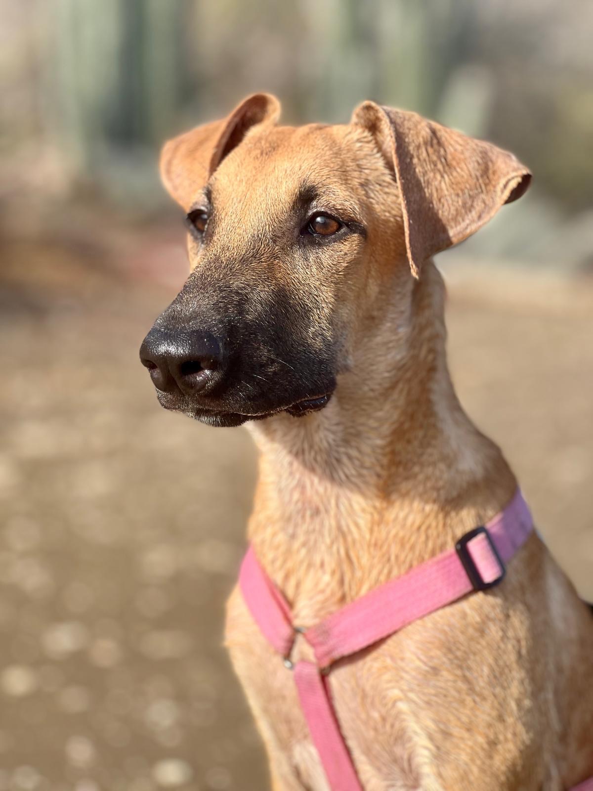 𝗧𝗪𝗢 𝗖𝗨𝗧𝗘 𝗣𝗨𝗣𝗣𝗜𝗘𝗦 𝗦𝗘𝗘𝗞𝗜𝗡𝗚 𝗔 𝗛𝗢𝗠𝗘 💖💙
What more could you want… two irresistibly adorable puppies who are
🐶 super social with people
🐕 great with other dogs
🐱 and growing up with cats
Meet Sien & Otje. ✨
💖 𝗦𝗜𝗘𝗡
A sweet, gentle and cheerful girl who loves cuddles and being close to you. She enjoys playing but also knows how to relax on her own. A lovely, well-balanced pup for any home. 🐾
📸 Foto 1–3
💙 𝗢𝗧𝗝𝗘
A playful little boy who sees adventure everywhere (muddy paws included 😄). Social, happy and just as cuddly as his sister. 🐶
📸 Foto 4-6
Both pups are growing up in a loving foster home in Curaçao with other dogs and cats, so they are well socialized and ready for their forever home! 🌍✈️
Could you be the one to give Sien or Otje a warm bed and a life full of love? 🏡 Send us a DM or visit our website for more info (link in bio) and maybe one of them will become your best friend. 🐾
#rescuepawscuracao #rescuedog #adoptablepups #dogsofinstagram #rescuedoglove