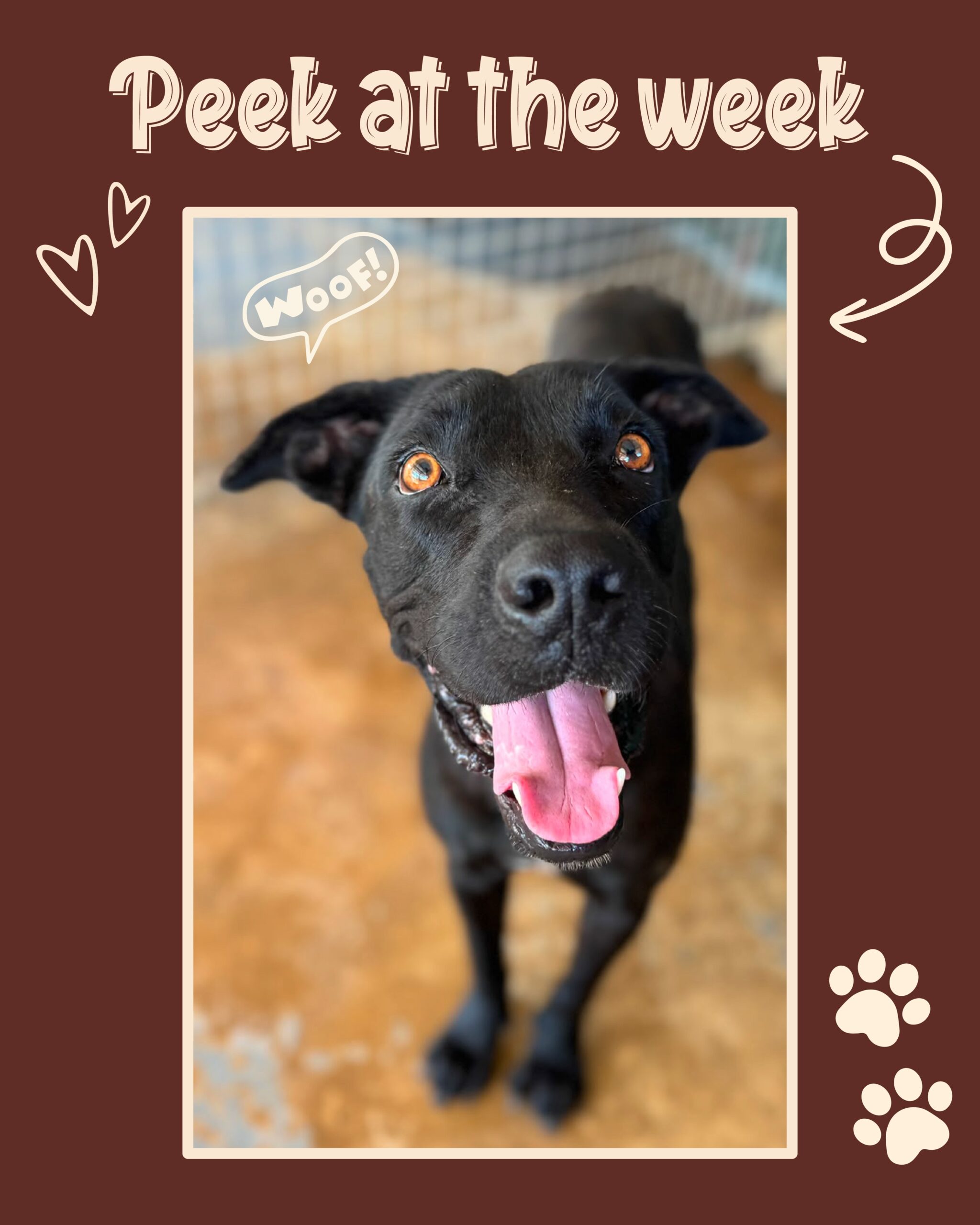 Peek at the Week – Rescue Paws Curaçao 🐾

Swipe to see all our stories and updates of the past week! 👉🏻

🐶 New dogs in town

At an abandoned complex in Piscadera, Knox lived together with a pack of dogs. He was cared for by a homeless man and one of the island’s feeders. She made sure he was put on the waiting list and kept an eye on him in the meantime. Luckily, a spot recently became available at the center for this sweet young boy. Knox is a very social dog who absolutely loves people. While living on the streets with the pack, he was submissive and easygoing with other dogs. He also does great in the car. He can travel both loose and in a crate. Hopefully this sweet boy will find his forever home soon! 💛

Sweet Casey is also new at the center. Casey came from a garden in Jongbloed. There were five puppies in total, but sadly Casey is the only survivor. The other four puppies were poisoned. For now, Casey is recovering from everything that has happened and we are giving him plenty of time to settle in and get used to his new surroundings.

Hope, a sweet female dog who was found wandering alone in Shut, has also recently arrived at the center. She has a uterine infection and needs medication. She initially came to the center as emergency shelter, but Hope is so sweet and affectionate that she will not be returned to the streets of Shut and is now allowed to stay.

Fendi is also new and is currently staying with a foster family. She has really come out of her shell there and is now ready to take the big step towards her own permanent home. 🏠

FeeBee was born in the Mondi in Shut. She immediately came running for the delicious food we had with us. The first two days with her new foster family were very overwhelming for her. But her curiosity soon took over, and she slowly started discovering the world around her. FeeBee is a sweet, playful and adventurous girl. A lot of things are still a little scary for her, but she is incredibly brave and, above all, very curious. She recently discovered that cuddling isn’t scary at all… In fact, she absolutely loves it! Could she come and cuddle with you in her forever home? 💛

Beautiful Lorena is also new and is cu