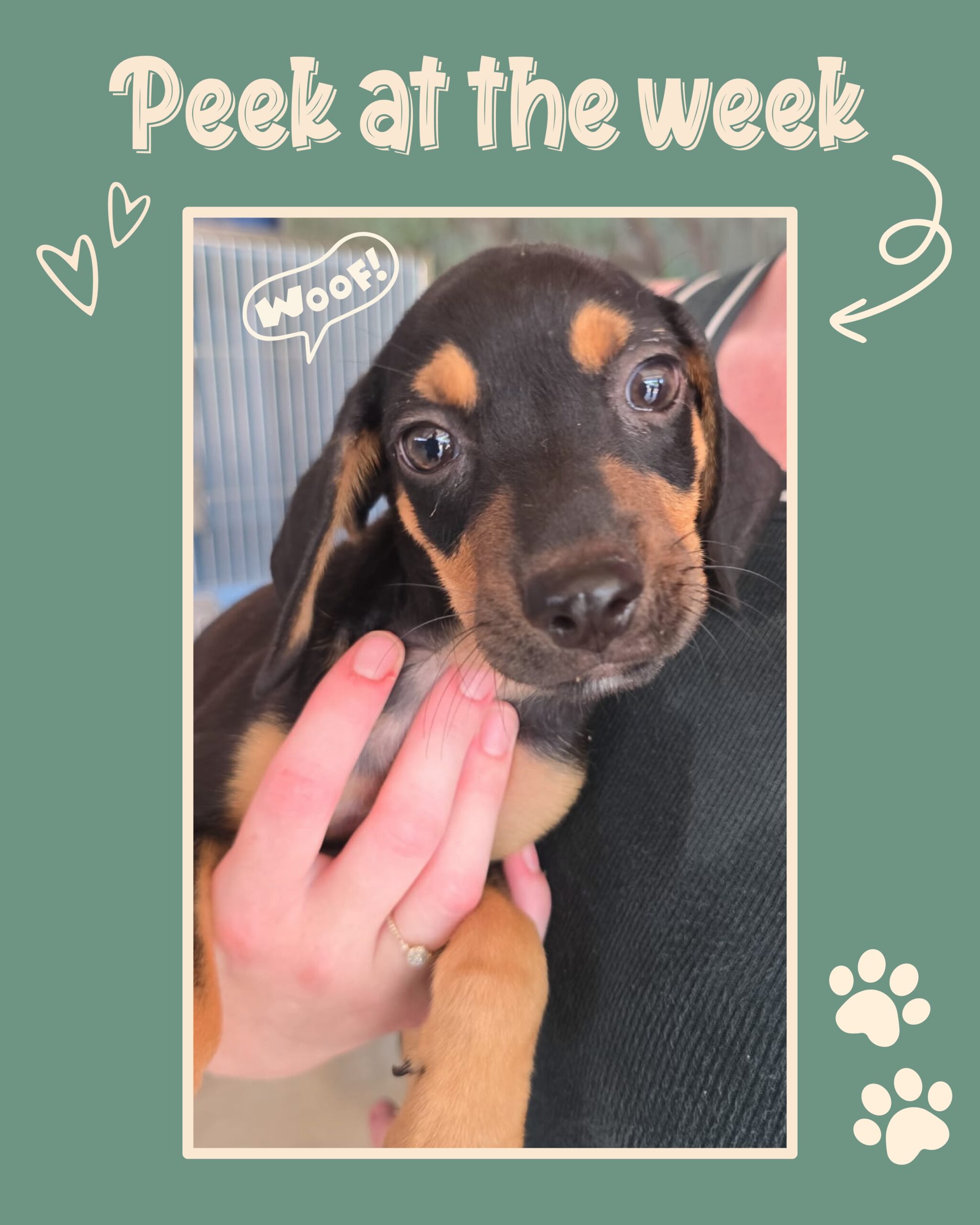 Peek at the Week – Rescue Paws Curaçao 🐾

Swipe to see all of our adventures en newest members of RPC! 

🐶 New dogs in town

There are two new litters at the center. The Z-puppies were found by tourists, who reported them to both RPC and the animal protection organization. Unfortunately, the tourists couldn’t continue caring for them, and there was no space available at the center at the time. The shelter didn’t have an ideal place for them either, but they were able to provide emergency foster care so the puppies could at least stay somewhere safe.

In the meantime, the puppies were placed on RPC’s waiting list. There were six puppies, and unfortunately, one of them passed away during their first night. The other five became ill, but after several visits to the vet, they are now happy and healthy puppies again. Once a spot became available at the center, they were able to move in. A beautiful collaboration!

Welcome to the center, Zep, Zip, Zwa, Zaza and Zufi! ❤️

There are also some other puppies who arrived at the center: the W-puppies. Wizard, Woezel, Wop and Winnie are littermates of Muis, who was previously staying with a foster family. 🤎

💔 Saying goodbye...

Sadly, our little, brave Kees suddenly passed away. During the autopsy, it was discovered that he had a congenital heart defect. It had never shown any signs before, but sadly, it suddenly became fatal.

Many people will remember Kees from the visiting days at RPC, where he could often be seen walking around with Johan and Fester. 

Kees will be terribly missed! ❤️

🏠 Forever homes

Last week, Lora, Buni, Wahoo, Tarzan and Reska flew to their forever homes in the Netherlands. Lot flew to her forever home in Belgium. 🙌🏻🐶

🫶🏼 Support & help

Elvan spent five weeks helping at the center and learning from the veterinarians. Her sister Yudum joined her for the last two weeks, and as a farewell, they left a wonderful donation for the dogs. Thank you so much! 🙏🏼

Our Janet was back on the island and helped wherever she could. Thank you, sweet Janet! 🐾❤️

Liza, thank you so much for all your help. We’ll see you again soon! 💛

Dommelsche Watermolen made a wonderful donation for Gerard’s birth