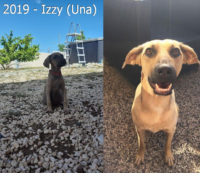 2019 – Izzy (Una)