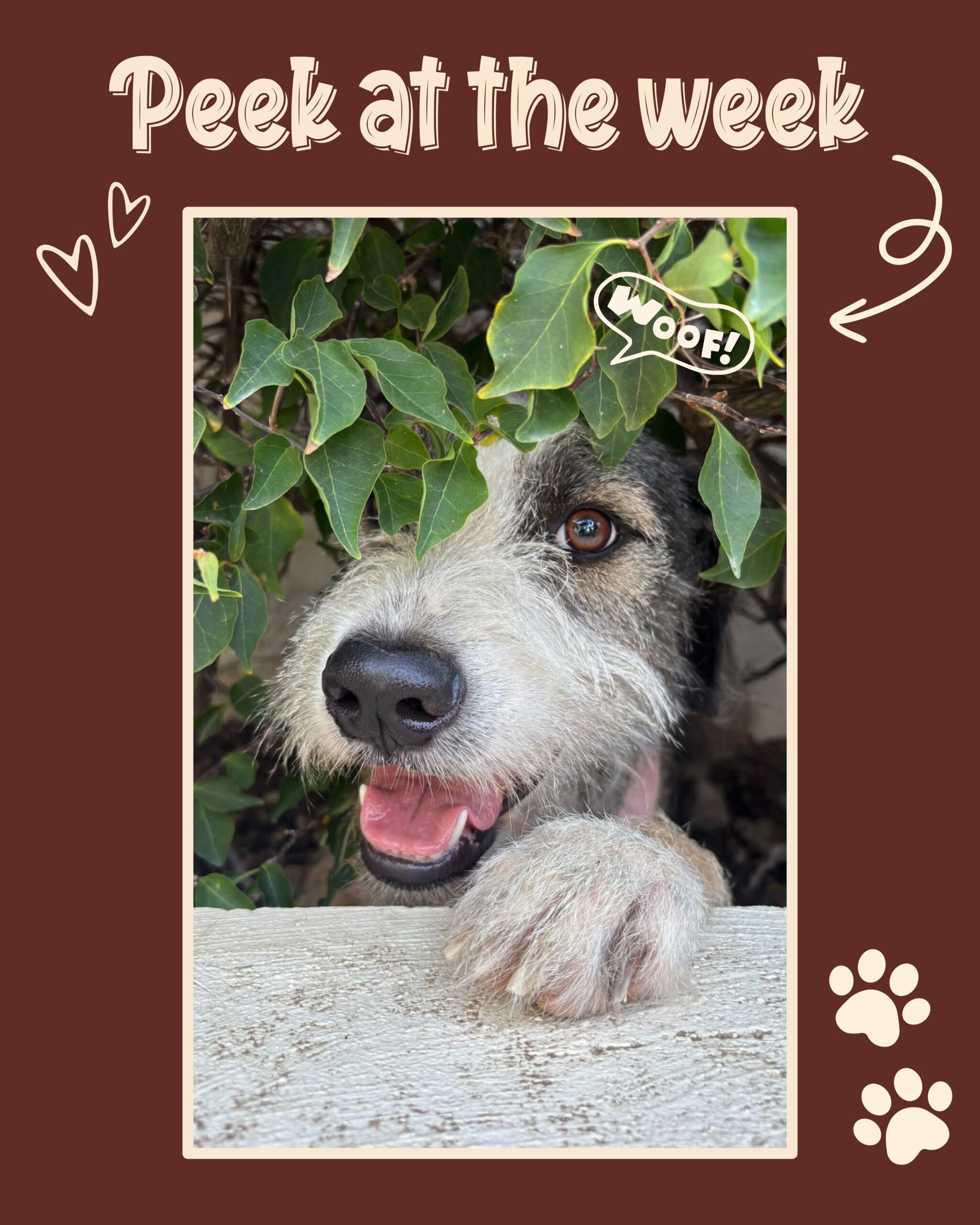 Peek at the week - Rescue Paws Curaçao 🐾

Swipe to see all of our stories! 👉🏻

🐶New dogs in town

Honey and Myla have both recently arrived and are currently staying with a foster. 💜

🏠Forever homes

Shu, Blush and Muis flew to their forever homes in the Netherlands. Lacky flew to a foster home in the Netherlands. ❤️

Fox has also left the center and is on his way to his new home on the island. 🙌🏻

🐾Paws on the road

Wizard was enjoying a relaxing visit during visiting hours. The couch is so comfy! 💙

Fred enjoyed a little trip to the beach this week. Cooling off in the water. 🏖️

❤️‍🩹 Forever in our hearts

Sadly, little Auti didn’t make it. Auti was one of the A-puppies. ✨

🫶Support and helping hands

Annemijn and Gino, thank you so much for your help! 🙌🏻

Wendy and Auke have been coming to the center almost every day during their holiday to help out, and they brought a suitcase full of wonderful donations with them! Thank you so much! 🐾❤️

Gabriella and Puella, thank you for your help! 🙌🏻

We are incredibly grateful for a huge donation from SPCA, which allows us to continue offering free spaying and neutering. Thank you @spca_international 🙌🏻❤️

💛Finally
To everyone who visited the center this past week, made a donation, adopted a dog, gave love and cuddles, or supported us from afar: thank you! 🩷

Bon siman! 🫶