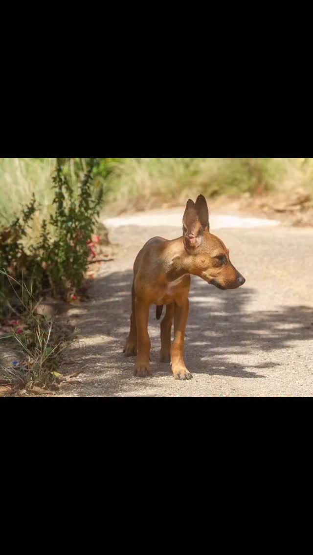 🐾 Meet MeiMei 🐾

Sometimes a story breaks your heart… and at the same time gives you hope.

This sweet girl, now just 10 months old, was found as a tiny puppy along Kaminda di Brakkeputti, just past Lxry Mall. A volunteer noticed a box lying overturned by the side of the road. As she walked past, a small puppy crawled out… MeiMei.

A passerby said he had seen her being thrown out of a car — straight into that box. 💔

All alone. Abandoned.

They carefully searched for other puppies, but MeiMei was truly on her own. She smelled strongly of decay, likely because she had been near deceased animals while trying to survive…

But despite everything?
When the volunteer stepped out of the car, MeiMei came up to her, gently wagging her tail. As if she knew: this is my chance. 🤍

She allowed herself to be picked up right away. Trusting, despite everything she had been through.

She has since been treated, washed, and cared for — and now smells fresh and clean again. After a visit to the vet, she is safely staying with loving fosters, where she can finally rest and recover.

✨ MeiMei is ready for her new beginning.
A future filled with love, safety, and a family of her own.

Are you the one who will show her how beautiful life can be?

Take a look at our website under OUR DOGS and search for Mei to find MeiMei, or fill out the adoption form for this sweet girl! 🐶💛