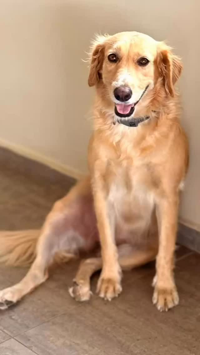 🐾 Will you help Kanella find a safe place? 🐾
📍 Curaçao • Adoption and/or urgent foster needed
Meet Kanella, a sweet and gentle 5+ year-old female. She spent a long time roaming the streets with a pack, but that life never suited her. Since moving into foster care, she has truly blossomed:
✨ affectionate and loves cuddles
✨ smart and quick to learn
✨ calm temperament
✨ does well with new people – though some can still feel a bit intimidating
She is currently in a quiet home without children or other animals, which fits her perfectly.
🚨 URGENT FOSTER NEEDED FROM MAY!
Her foster will be leaving the island, and Kanella will have nowhere to go. We are looking for someone who can offer her a safe place for about six months. After that, her current foster will happily take over again.
🏡 Adoption on Curaçao
We are also searching for a calm, loving forever home on Curaçao. New environments, situations and some persons are still a bit overwhelming for her, but day by day she is learning that there is nothing to be scared about.
💛 Would you like to foster or adopt Kanella? Please check out her link or fill in the adoption form. 
https://rescuepawscuracao.com/nl/honden-ter-adoptie/dog/3315
🐶 Sharing = helping!