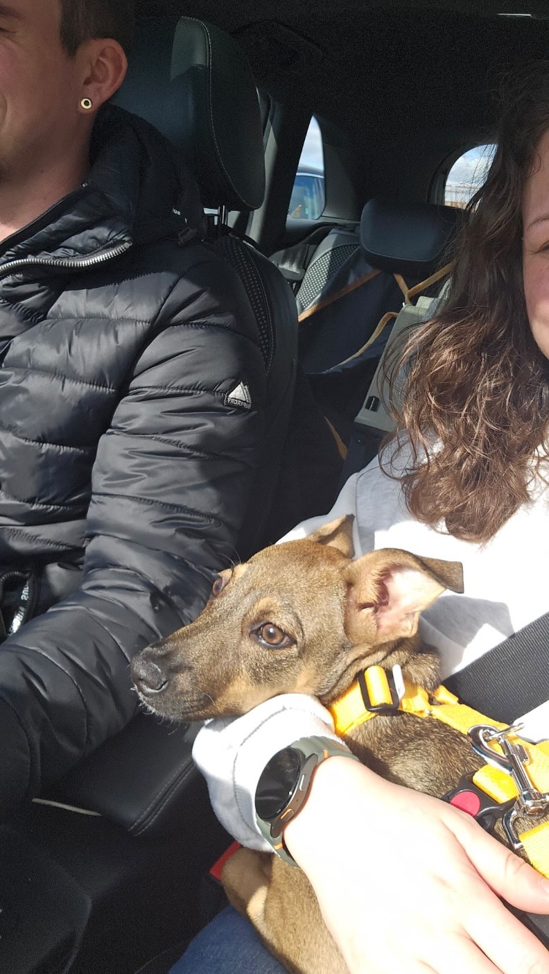 In today’s feature: “How are you doing…?”
🐾🐾🐾 KACEY 🐾🐾🐾
On March 16, 2025, Kacey—then just 16 weeks old—flew to the Netherlands, where he became the little brother of rescue dog Max. As it turns out: a perfect match.
His loving adopters tell us:
Kacey is doing very well. Our expectations have absolutely been met—we’ve welcomed a wonderfully sweet dog who was immediately accepted as a little brother by our other rescue dog, Max (also through your foundation). We adopted Max about eight years ago via a foster family in the Netherlands. So when we saw Kacey, we just knew these two belonged together.
Of course, it did take some getting used to the difference in energy levels. Where Max is calm and reserved, Kacey is wild, energetic, and would prefer to play all the time. But that’s exactly why they complement each other so beautifully and help make each other more confident. They play, sleep, and live together like true brothers, and we absolutely love watching that.
Outside, Kacey still finds new surroundings and unfamiliar people a bit exciting, but once he gets to know someone, he’s totally fine. At home, he’s a wonderful cuddle bug with a strong little personality of his own—and that’s exactly what makes him so special. He can really demand your attention, but he gives so much love in return.
In short, our home has become a little fuller with love and joy since Kacey joined us. 💛