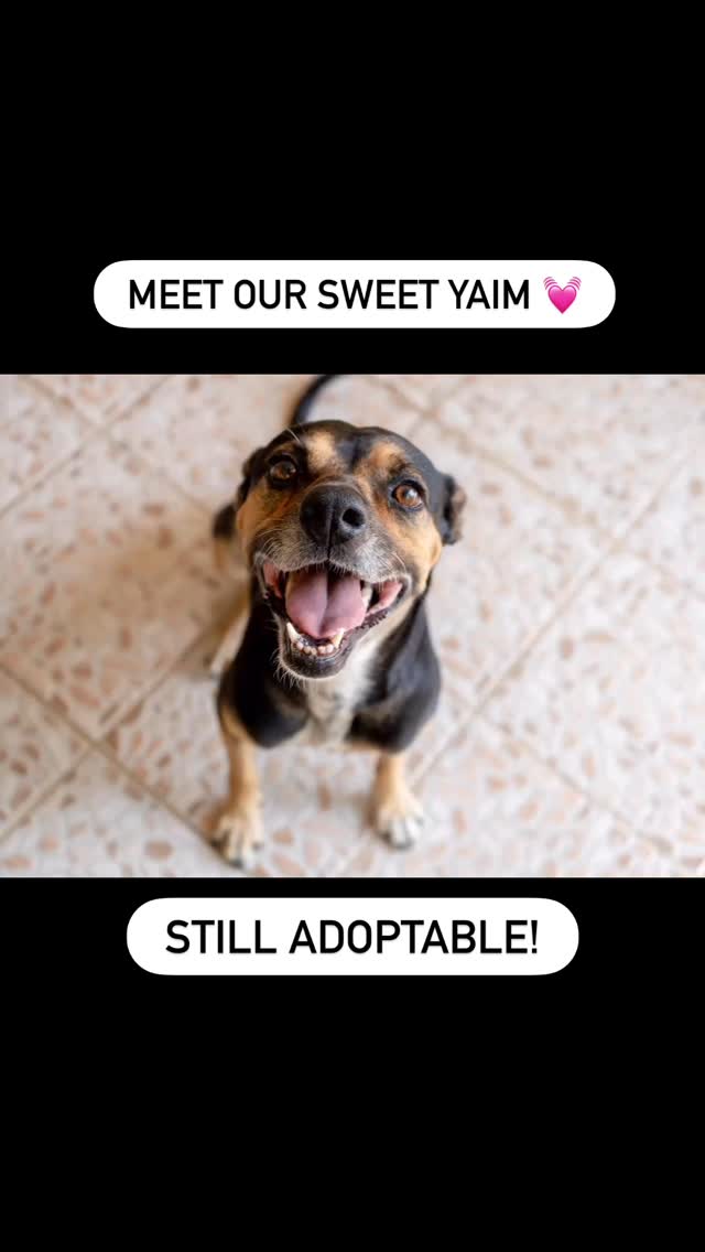 Meet Yaim - a sweet medium-sized girl currently in foster care through Rescue Paws 🐾💛
Found on December 16th, 2025 near Sint Jorisbaai, Yaim wore a collar but was extremely skinny and frightened. Today, she’s finally safe and receiving the love and care she has always deserved. 🌿✨
At just 2 years and 2 months, Yaim is discovering the world again. Everything is still new to her, and she approaches life with gentle curiosity. Her soft, loving personality is showing more every day. 🥹🤍
She gets along beautifully with other dogs and loves playing with them. And cuddles? She absolutely adores them — her fosters call her a true snuggle sweetheart. 🐶💞
Yaim is a young adult learning that the world can be kind, safe, and even fun. 🌎💫
✨ Yaim’s Details
• Female ♀️
• Medium size 🐾
• Adoptable worldwide 🌍
• Currently in foster care in Curaçao 🏝️
✨ Yaim is looking for:
A calm, patient, and loving home where she can settle in at her own pace, gain confidence, and fully bloom into the wonderful dog she’s meant to be. 🌸💖
If you’re ready to open your heart and home to a gentle soul like Yaim, send us a message — she’s waiting for her forever family. 🏡🐕✨
#AdoptYaim #RescueDog #ForeverHome #AdoptDontShop #RescuePawsCuracao