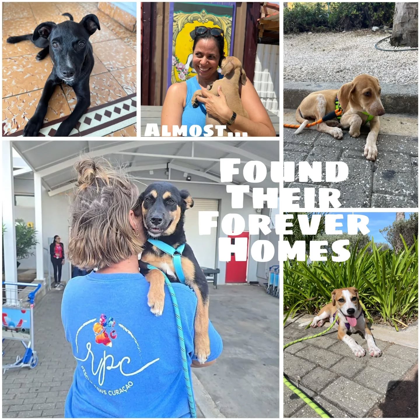 🐶 Peek at the week – Rescue Paws Curaçao

😌 Extra attention
Alfa got to relax under the palapa during visiting hours this Friday. He enjoyed all the new impressions, exploring with his nose, and of course the attention from visitors. He did so well! 🐾🤍

🏠 New homes
Our Valentine’s Day gift has found a golden home in the Netherlands — such wonderful news! 💛🏡
Toffy and Selly have also both found loving families in the Netherlands. We wish them all the happiness in the world 🐾❤️

Lelie has moved to her potential forever home, where she will first be fostered 🥰

Danea traveled to a foster home in the Netherlands this week and is still looking for her own forever place. Who knows — she might be your perfect match? ✈️🐾

😎 New kids in town
Welcome sweet Lia, settling in with her foster 💛
At the center, we welcomed three new cuties: Risa, Lenie, and Trespia. These siblings were living in Otrobanda, where they were already being cared for by one of our volunteers. Now that space has opened up, we can support them further and start the search for their forever homes 🐶🤍

🐶 Sterilizations
No fewer than 30 sterilizations were carried out this week. Every procedure makes a difference and helps reduce the number of stray dogs on Curaçao 💪🐾

🤝 Support and visits
Mark & Jen came to help out at the center and brought a wonderful donation of toys — thank you so much! ❤️🐾
Rona, thank you for your help and for the beautiful dogs you made once again 🙏🏼

We also welcomed new sponsors this week: Club Piazza Sports, Dennis & Marie-José, Dierenspeciaalzaak Du Flyt, and Perini Beheer & Management. Thank you for your support 🤍
@thepearloftheCaribbean returned a donation box filled with amazing items — thank you so much for your involvement! 💛

💛 Other updates
We look back on a week full of progress, new opportunities, and valuable support. Thanks to all the help — big and small — we continue building a better future for these dogs.

Together, we make a difference 🐾🤍
