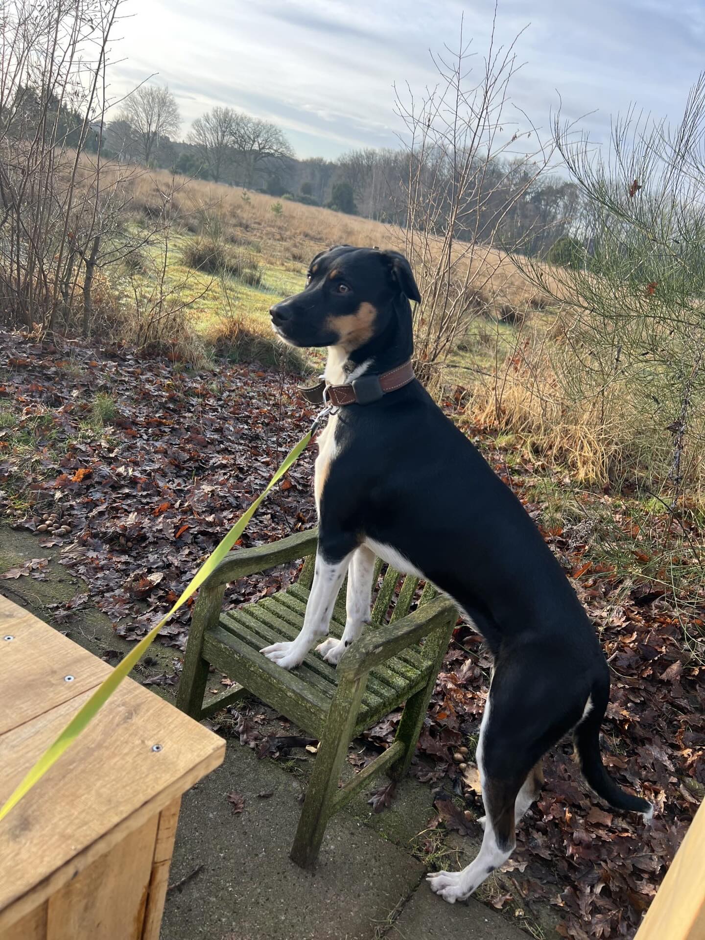 🐾 How is Simba doing now? 🐾
Since mid-2025, Simba has been part of our family 💛 
A small dog from Curaçao who needed time to adjust in the beginning. She kept her distance and during walks she had “bananas in her ears” 👂😅
But step by step, Simba started to feel at home. Once she realized she was safe, she began seeking more and more contact. Now she loves to cuddle up close and actively looks for affection ❤️
Simba is a mischievous, strong-willed, affectionate, happy, sweet, and smart little dog. She still likes to do her own thing first — that’s just Simba 🫣😂 
In the beginning it was sometimes challenging, but she has changed so much… she has become incredibly loving 🥹
Simba is truly part of the family now 🐶💫 
Her favorite spot? Balancing on the armrest of a chair or couch — a bit of a funny habit, but so her 😄
We also felt very supported by the foundation from the start. The whole process was smooth and reassuring 💛
Grateful that she chose us ✨
#rescuepawscuracao #adoptdontshop #rescuedog #happytail #foreverhome