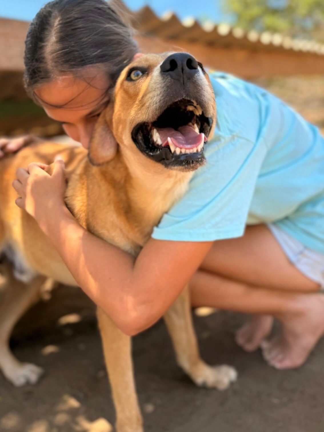 Today in the spotlight: our
🐾🐾🐾 F R E D J E 🐾🐾🐾
Life on a far too short chain was unfortunately all too familiar for Fredje — especially for such an enthusiastic young pup.
Luckily, there was a neighbor who wanted so much more for him. Fredje was placed on our waiting list, and in the meantime, the neighbor took him under her wing.
February 17 was D-day for Fredje. He, 1,5 years old, moved to the center, where he can truly be a dog — and what a dog he is!
Fredje is not only beautiful on the outside, but he’s also a sweetheart on the inside.
Loving, social, and crazy about cuddles and walks.
And since Fredje absolutely loves snacks, he’s also fantastic to train!
Do you see Fred as your lifelong companion? Don’t hesitate to fill out a (completely non-binding) adoption form for him! Then we’ll see if you’re a perfect match.
📧 https://rescuepawscuracao.com/nl/adoptieformulier/
#adoptdontshop #curacaodogs #ForeverHome #rescuedog #SaveAStray straydog