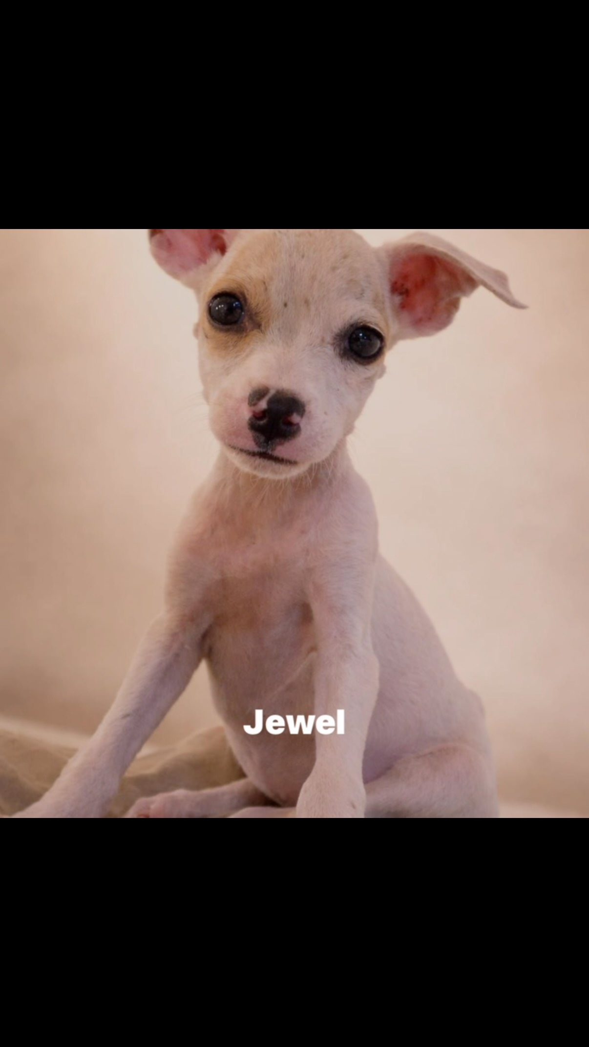 💎 Some jewels are found in a jewelry box… others are found at a dump. 💔
Today in the Spotlight…
🐾🐾🐾 J E W E L 🐾🐾🐾
At just 8 weeks old, this little girl was abandoned with her brothers and sisters at a well-known dumping ground. Left behind in the scorching heat, far too young to survive on their own. 😢
But Jewel got a second chance. ❤️
Now 8 months old, she is a happy, funny, incredibly social girl who LOVES people, cuddles and going for walks! 🥰🐾
The moment she sees her harness, her little bottom starts wiggling with excitement. And yes… she still thinks every lap is made especially for her! 😂❤️
Jewel has the sweetest happy face and the most adorable little brown spot around her eye. But her biggest beauty is the one you can’t see — her wonderful personality. 💎
Her siblings Rolly, Toto and Sulley have already found their forever homes. Now Jewel is waiting for someone to say:
“You’re the one. Come home with me.” 🏡❤️
Could that someone be you?
Fill in an adoption form — completely without obligation — and let’s see if you and Jewel are a match! 🐾
👉🏻 https://rescuepawscuracao.com/nl/adoptieformulier/
#adopt #AdoptDontShop #adoptastray #saveastray #straydog saveadog adoptme foreverhome