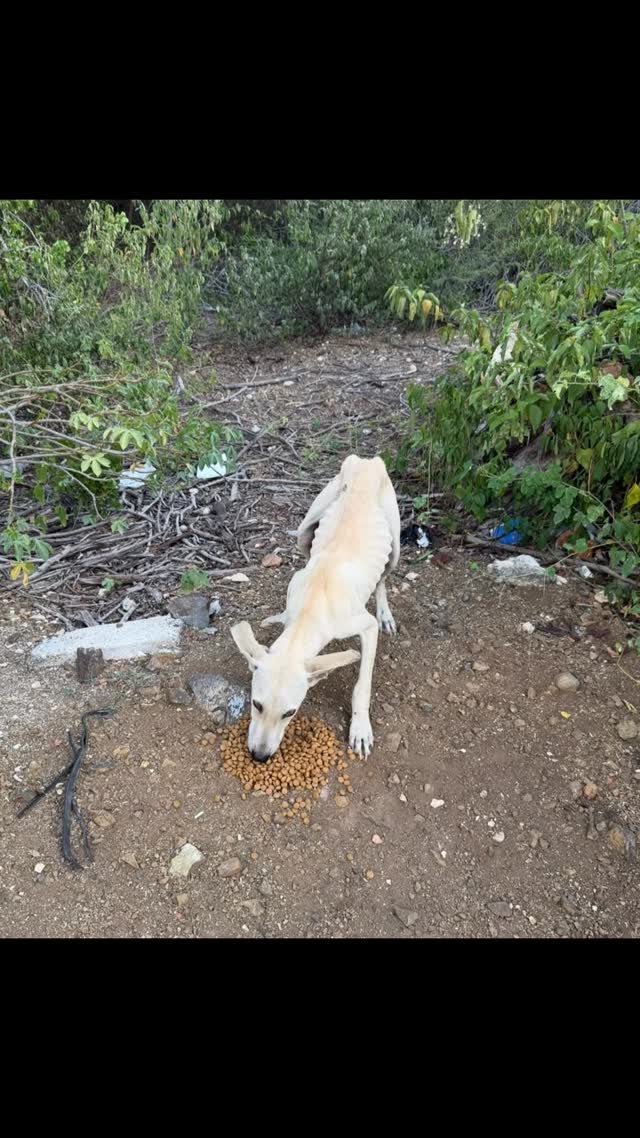 May I introduce to you…

🐾🐾🐾 VILLY 🐾🐾🐾

An amazing group of volunteers walks and feeds the dogs at Shut and Campo every single day. Harsh places. Full of trash, including dangerous sharp objects — and sadly, even dead dogs that are dumped there.

Yet the dogs that live there don’t have the worst street life. They get food every day, fresh water, medication if needed, some cuddles if they want them — and they are sterilized.

But sometimes, suddenly, there’s a new one…
Adult, puppy, teenager… in any case, no longer wanted. Dumped like garbage between washing machines and dog carcasses.

The dog involved has no idea what’s happening. Often not (immediately) accepted by the existing pack, not “streetwise,” and dangerously crossing the road right in front of speeding cars.

That’s how, on November 21st, 2025, Villy appeared.
Skin and bones. Scared. And very, very hungry. Together with his little friend Vaya.
How they ended up there? We’ll never know. At first, they tried to hide in the bushes, but hunger eventually pushed them to come closer.

And oh… when Villy realized we only had good intentions, he even offered a paw 🥰

It hurts so much to have to leave animals like this behind.

In the days that followed, Villy and Vaya slowly began to trust the volunteers. They came happily for food and cuddles during feeding time.
But they were clearly not streetwise.
Crossing the road just as cars came flying by.
It was only a matter of time before they would be found lifeless on the roadside.

Luckily! A spot opened up at the Rescue Center, and Villy and Vaya were able to move there.
They are very welcome guests at the Center! Vaya still needs some time to recover, but Villy? He loves cuddles and belly rubs. Super social with everyone. So grateful and content with his safe place and daily meals.

Now we’re looking for even more love and security for Villy — because this adolescent sweetheart truly deserves it.
He’s 1 year old, sweet, enthusiastic, grateful, and social.