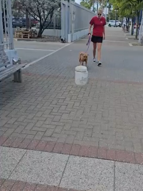 𝗪𝗲𝗲𝗸 𝗶𝗻 𝗥𝗲𝘃𝗶𝗲𝘄 – 𝗥𝗲𝘀𝗰𝘂𝗲 𝗣𝗮𝘄𝘀 𝗖𝘂𝗿𝗮ç𝗮𝗼 🐶🤍

😌 𝖤𝗑𝗍𝗋𝖺 𝗅𝗈𝗏𝖾
Evan, Vaya and Dana soaked up some well-deserved cuddles this week, relaxing under the palapa surrounded by love 🤍

🐾 𝘗𝘢𝘸𝘴 𝘰𝘯 𝘵𝘩𝘦 𝘮𝘰𝘷𝘦
Rocky enjoyed a beach day with Noortje — swimming, playing and sandy paws 🌊🐶
Sebas joined a lunch date and happily enjoyed a frikandel ❤️
Wanda explored Willemstad like a pro, complete with a frikandel and ice cream 🍦🐾
Rav spent a sunny beach day with volunteers Mirthe and Hidde 💛

🏠 𝘕𝘦𝘸 𝘩𝘰𝘮𝘦𝘴
Caramel and Tuna found loving forever homes right here on our island 🩷
Ziffy, Devie, Dana, Sebas, Pipa and Joop safely flew to the Netherlands to join their new families ✈️💛
Rusty moved from foster care to his forever home 🩷
Cruz is now in foster care in the Netherlands, patiently searching for his forever home 🧡

😎 𝘕𝘦𝘸 𝘬𝘪𝘥𝘴 𝘪𝘯 𝘵𝘰𝘸𝘯
Welcome to the I-pups Ivan, Igor and Iefke 🙏🏻🐶
Benji and Brasa are now in foster care on the island 🫶🏻
Sisters Selly and Patty joined the center — welcome sweet girls 🌼

🐶 𝘚𝘵𝘦𝘳𝘪𝘭𝘪𝘴𝘢𝘵𝘪𝘰𝘯𝘴
33 sterilisations this week — every one makes a difference 🐾🤍

🤝 𝘚𝘶𝘱𝘱𝘰𝘳𝘵 & 𝘵𝘩𝘢𝘯𝘬𝘴
Huge thanks to Plus Vreeswijk, our sponsors, Happy Dog for the food donation, and all our amazing volunteers and visitors 🧡
Special thanks to Ozzie Albies for supporting our mission to improve dog welfare on Curaçao 📰🐾

Thank you to everyone who helped, donated and shared love this week. Together, we make a difference — every single day