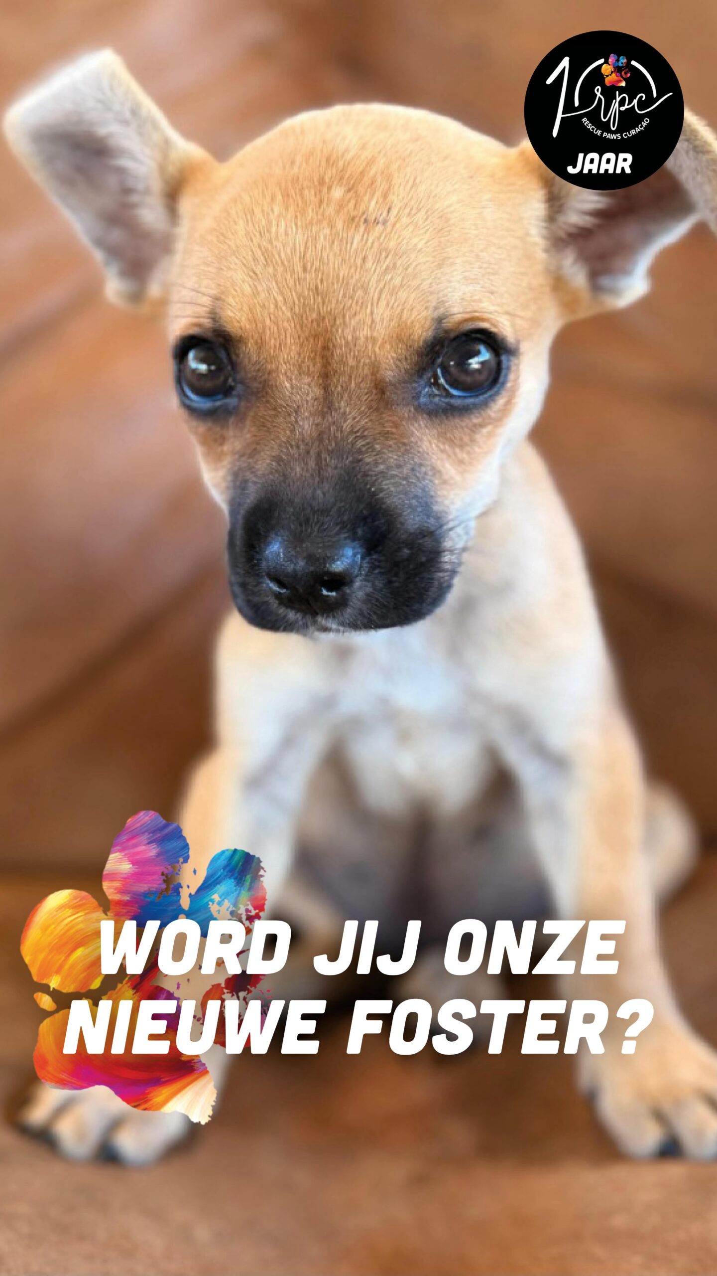 🐾 𝗙𝗢𝗦𝗧𝗘𝗥𝗦 𝗪𝗔𝗡𝗧𝗘𝗗 🐶
We urgently need fosters to help as many dogs as possible. Right now, our rescue center is full and many dogs are waiting. Dogs we want to help. Dogs we can help… if there is a temporary, safe place available. 💔

✨ 𝗪𝗛𝗬 𝗙𝗢𝗦𝗧𝗘𝗥𝗜𝗡𝗚 𝗜𝗦 𝗦𝗢 𝗜𝗠𝗣𝗢𝗥𝗧𝗔𝗡𝗧
As a foster, you give a dog calm, safety and the chance to adjust to life in a home. Every foster home means we can rescue another dog from the waiting list.

🏡 𝗪𝗛𝗔𝗧 𝗗𝗢𝗘𝗦 𝗙𝗢𝗦𝗧𝗘𝗥𝗜𝗡𝗚 𝗠𝗘𝗔𝗡?
You give a dog a temporary safe home until they find their forever family. You help with daily routines, building trust and adjusting to new situations.

💛 𝗬𝗢𝗨 𝗗𝗢𝗡’𝗧 𝗡𝗘𝗘𝗗 𝗧𝗢 𝗕𝗘 𝗣𝗘𝗥𝗙𝗘𝗖𝗧
Experience helps, but patience and love matter most. Short-term or long-term fostering — both help. Every stable home matters.

🩺 𝗪𝗘 𝗦𝗨𝗣𝗣𝗢𝗥𝗧 𝗬𝗢𝗨
✔ All medical costs are covered by RPC
✔ Supplies like crate, leash and harness are provided
✔ Guidance from experienced foster coordinators

📍 𝗖𝗨𝗥𝗔Ç𝗔𝗢 & 𝗔𝗕𝗥𝗢𝗔𝗗
Living on Curaçao? Amazing.
Living in the Netherlands, Canada or elsewhere? You can foster too.

📩 𝗜𝗡𝗧𝗘𝗥𝗘𝗦𝗧𝗘𝗗?
Fill in the foster form via our website (link in bio) or send us a DM.