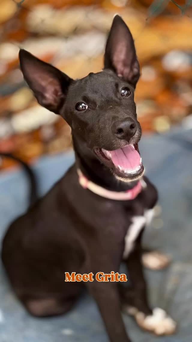 𝑯𝒆𝒚 𝒕𝒉𝒆𝒓𝒆, 𝒕𝒉𝒊𝒔 𝒊𝒔 𝑮𝒓𝒊𝒕𝒂! 🩷✨
Together with her brothers and sisters, she was rescued from the streets in April 2025. They were found in Montaña. Thankfully, she is now being lovingly cared for and can look forward to a bright future! 🌈🐾
Grita – her name says it all – can be a little vocal when she wants something. 😉 She often plays with Ice and Fonz and is quite a feisty little lady. She doesn’t let herself be pushed aside and happily roughhouses just as much as Ice and Fonz. 💪🐶
Has she already stolen your heart? 🥰 Would you like to give her a loving home or learn more about her? Feel free to contact RPC. 🏡💖
#adoptdontshop #rescuepawscuraçao #rescuedog #westpointerofcuraçao #westpointer