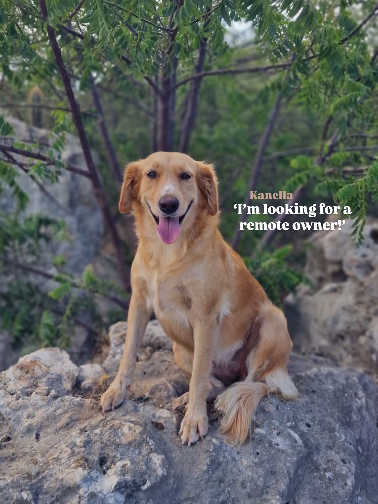 𝗕𝗲𝗰𝗼𝗺𝗲 𝗮 𝗿𝗲𝗺𝗼𝘁𝗲 𝗱𝗼𝗴 𝗼𝘄𝗻𝗲𝗿! 🐶 
Would you love to adopt one of our sweet dogs? 🐶
Has one of our precious pups stolen your heart? 💛 We would, of course, be delighted to receive your adoption application!
If adopting isn’t possible right now but you’d still like to support that special dog and our foundation 🙏, you can choose to sponsor a dog from a distance. 🐕
The average cost of caring for a dog is €45 per month. This is an average amount, as not every dog requires the same level of care. Some may need medication 💊, while others need to visit the vet more often 🩺. This means that your full donation may not always go directly to “your” dog, but it will always be used to support the care of our dogs. 🐾
Is €45 per month a bit too much? No problem at all! You can also become a long-distance sponsor for part of that amount — starting from just €15 per month. 💕
As a long-distance sponsor, you will receive an adoption certificate 📜 and updates about any important news. Sometimes we’ll simply send you a message because we took an adorable photo 😉📸. You can always ask how “your” dog is doing. And of course, you’ll be the first to know when a forever home has been found! 🏡✨
#rescuepawscuraçao #rescuedog #baasjeopafstand #remoteowner #westpointer