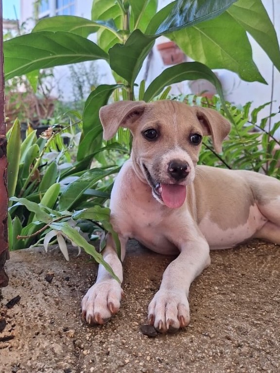 𝗠𝗬𝗦𝗧𝗜𝗖𝗔 𝗗𝗘𝗦𝗘𝗥𝗩𝗘𝗦 𝗔 𝗛𝗢𝗠𝗘 💛🐾
Sometimes life doesn’t start the way it should…
Mystica is just 6 months old and was likely abandoned along with her sister. Left behind, with no explanation. Fortunately, they were found by a kind woman who gave them safety when they needed it most. 💔
When a spot opened up in a foster home in Curaçao, Mystica finally got the chance to rest, feel safe, and slowly discover that life can be gentle. ✨
She is a young teen with a sweet and gentle character. Curious, sensitive, and with a big heart, everything is still new and sometimes a little scary for her, but she is ready to learn, grow, and trust.
What she needs now is a loving home she can call her own forever. A family where she can play, learn, and grow, and where she will never have to wonder if she’s allowed to stay. 🏡💛
Do you think Mystica could be your new best friend? Send us a DM or visit our website for more information. 💌🐶
#adoptdontshop #rescuedog #secondchance #puplove #rescuepawscuracao
