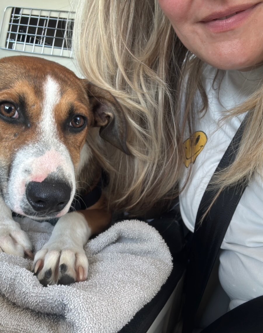 Today in our series “How are they doing now?”… 🐾 SMIRRE 🐾

At the end of 2024, Smirre and his siblings were born. In February, they were found along a busy road in Piscadera — a very dangerous place. Sadly, not all of them survived. Thankfully, the rest were rescued and placed in loving foster homes.

On May 12th, Smirre flew to his forever home in Tilburg, where he is now called Bruno 💛

His family shares:
“Bruno was a bit shy at first, but quickly felt at home. He follows me everywhere and is best friends with the kids. He loves cuddling on the couch, sleeping close, and can be wonderfully lazy.

He’s very smart, learns fast, and even though he’s still a bit cautious with strangers, he has already opened his heart to many people.

The beach, the forest, and being on a boat make him truly happy — and us too. Bruno is such a blessing to our family.”

Did you know his sister Akka is still on Curaçao looking for her forever home? 💛

We’re so grateful Bruno got this amazing chance — such a lucky boy! ❤️

#adopt #ForeverHome #rescuedog #adoptdontshop #SaveAStray