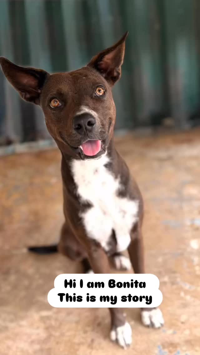 ✨ Meet Bonita ✨

🐾 Age: 2 years & 1 month
🐾 Gender: Female
🐾 Size: Medium
🌍 Adoptable: Worldwide

Since February 2026, I’ve been living at the Rescue Paws Curaçao center. Before that, I spent a long time on the streets in Koraalspecht… often lying by a gate, hoping someone would notice me 🥺

Now I’m safe and finally getting the care, peace, and love I needed so much ✨

I’m a real cuddle bug 🥰, I love being around people and I get along well with other dogs 🐕 I’m also learning how to walk nicely on a leash – and I’m doing great!

I’m ready for my forever home… a place where I never have to wander again and can simply be loved 💕

Could you be my forever home? 🏡 Check me out online or send a DM if you are interested in me! 

#AdoptDontShop #RescueDog #RescuePawsCuracao AdoptMe ForeverHome DogLovers