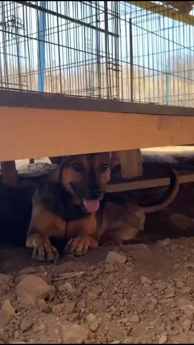 Hi… I’m Lucha 🤍
I was found on the streets, trying to survive while my paw hurt more with every step.
Luckily, kind humans saw me… really saw me… and brought me to safety.
At first, things got better with medication. But then the pain came back.
An old injury couldn’t be fixed… and my leg had to be amputated.
That sounds scary,but I didn’t give up. 💪
Now I live life happily on three legs!
I run, jump, go for walks, cuddle on the couch… nothing holds me back.
I’m a calm, sweet girl who loves affection.
I walk nicely on a leash, get along with other dogs, and I adore puppies 
I may be a little different… but that just makes me extra special ✨
So… will you be the one to take me on my next walk? 
Interested in adopting Lucha?
Email: Paws@rescuepawscuracao.com